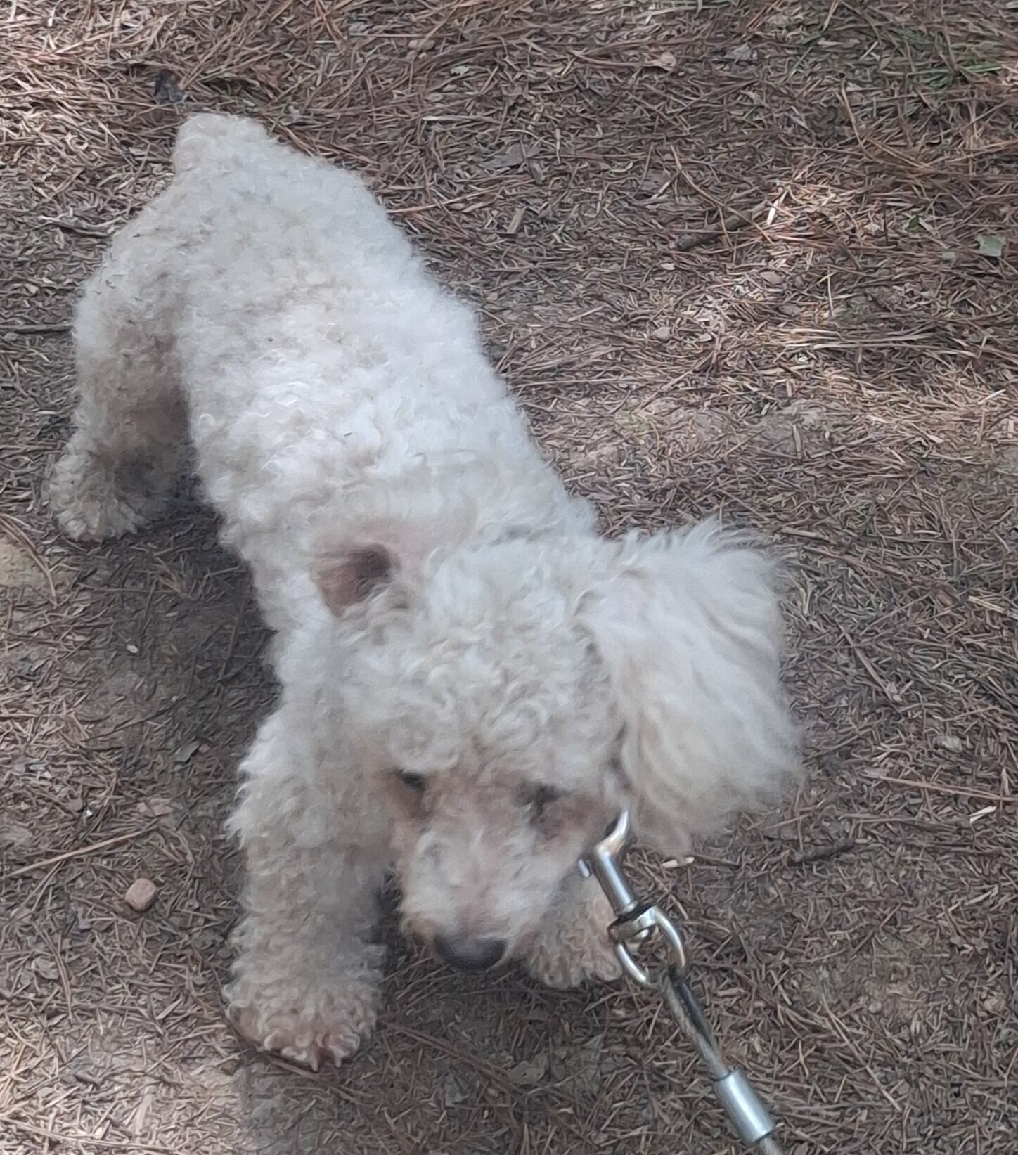 Bichon frise 4 year old adult male image 3