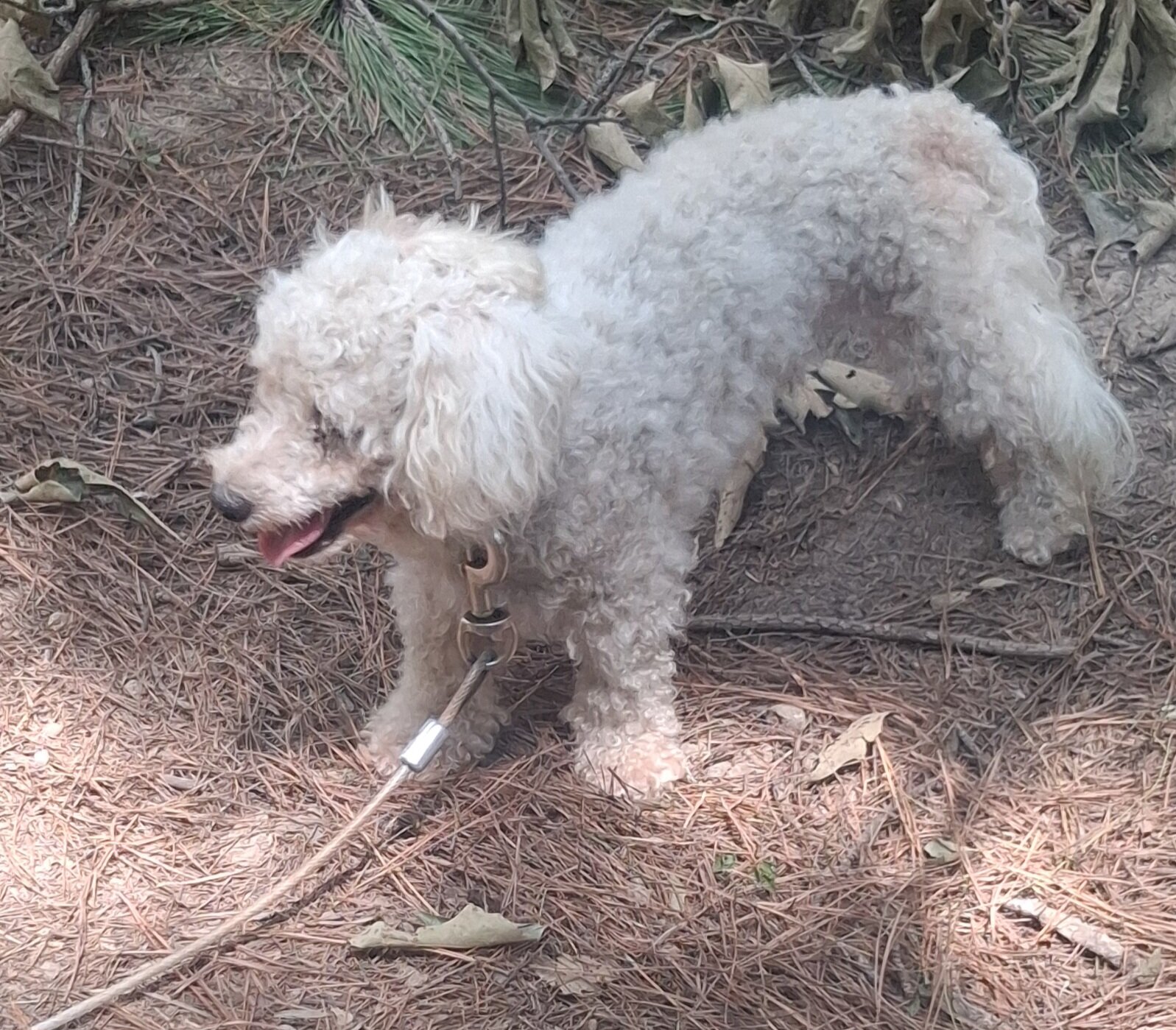 Bichon frise 4 year old adult male image 2