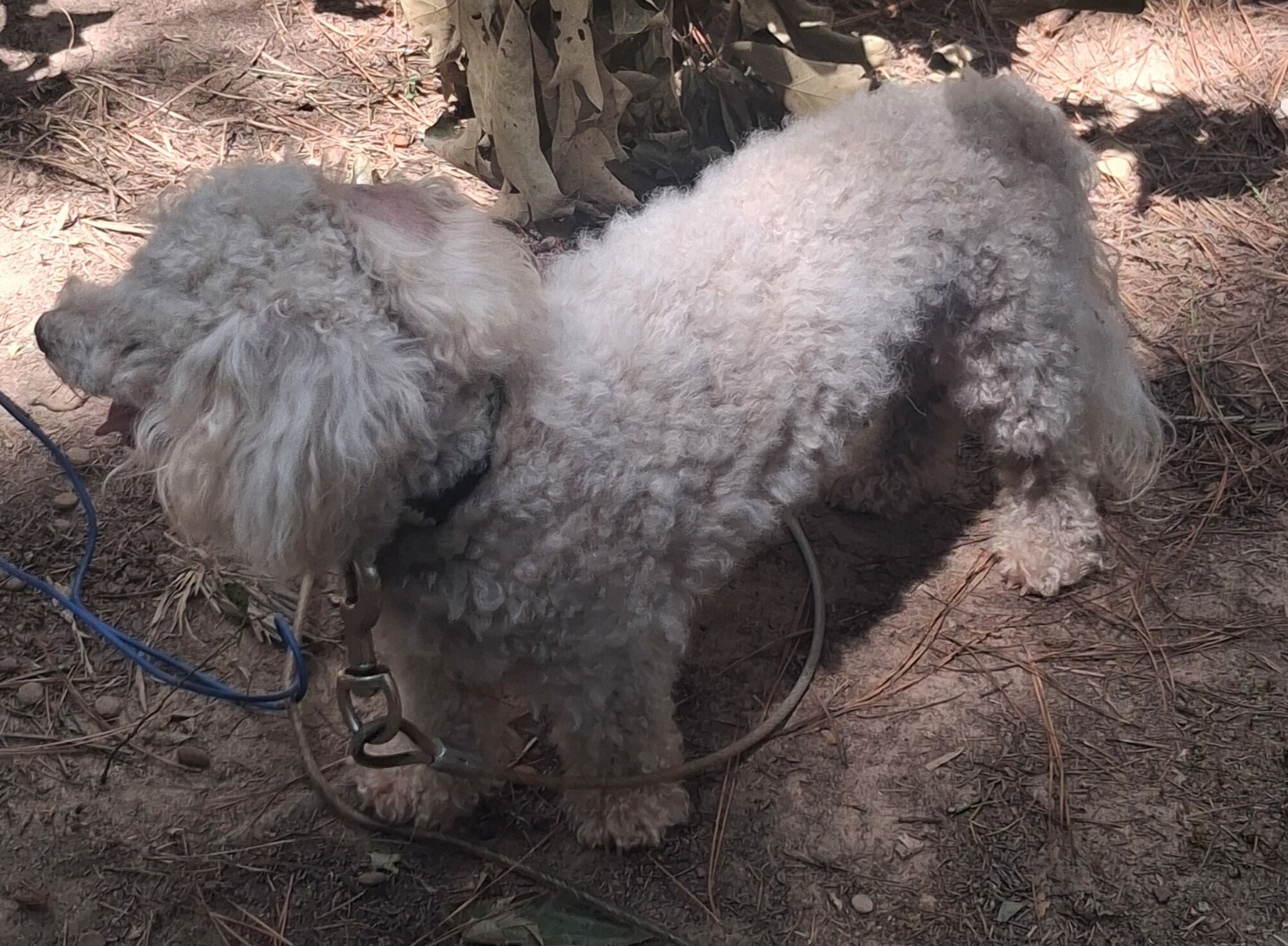 Bichon frise 4 year old adult male image 1