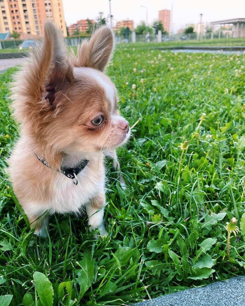 Free Chihuahua puppy image 1