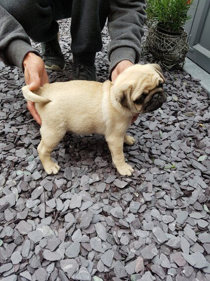 Pug puppy for free adoption image 1