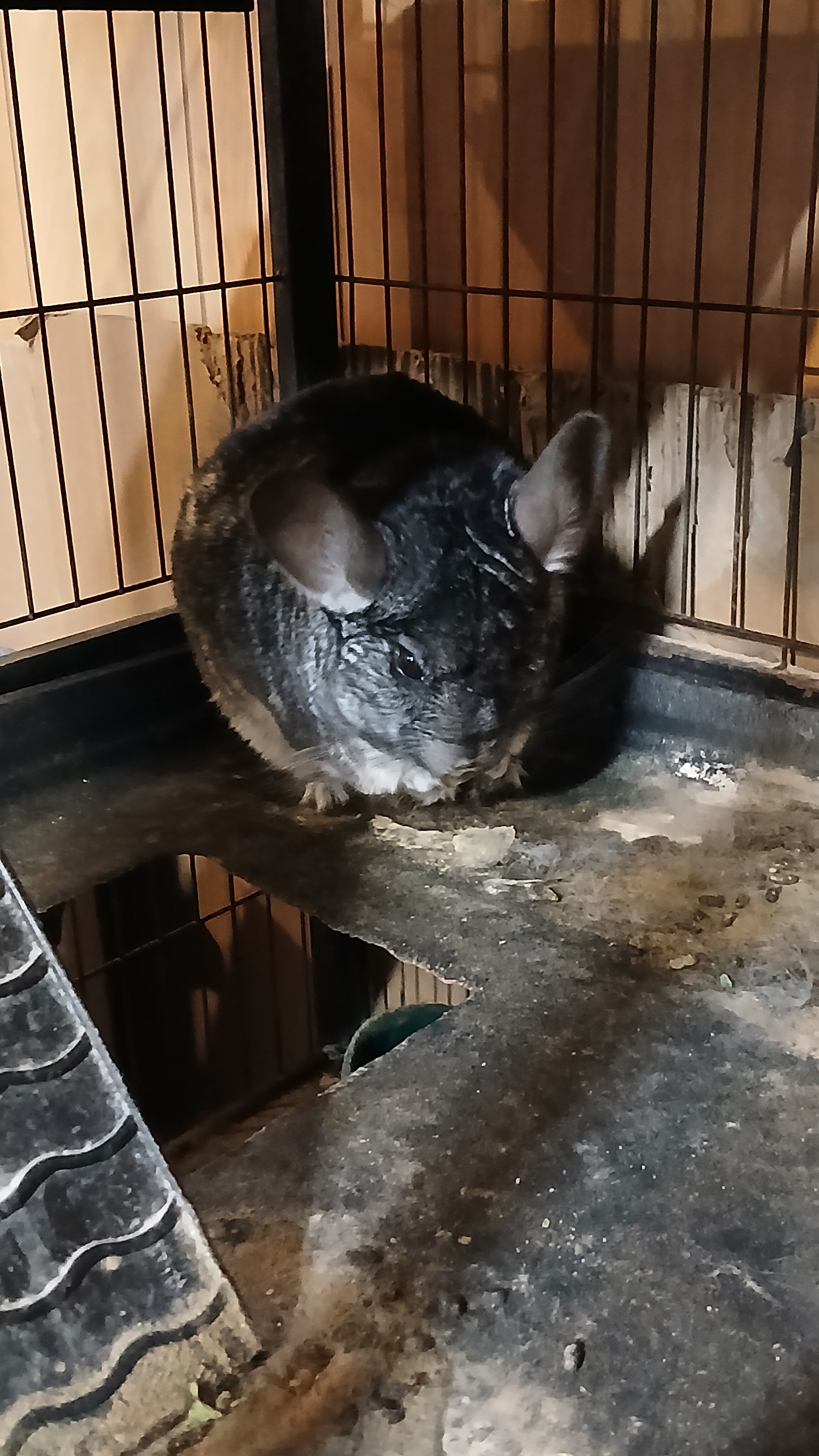 2 male chinchillas image 2