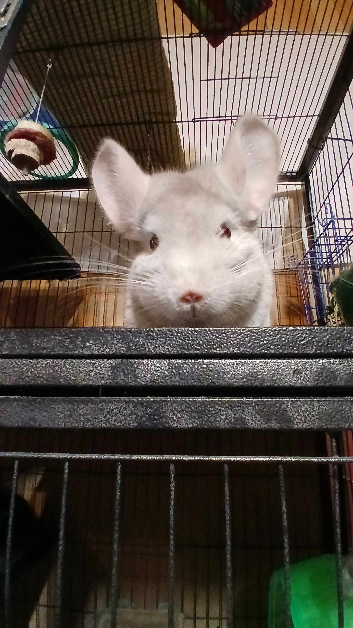 2 male chinchillas image 1