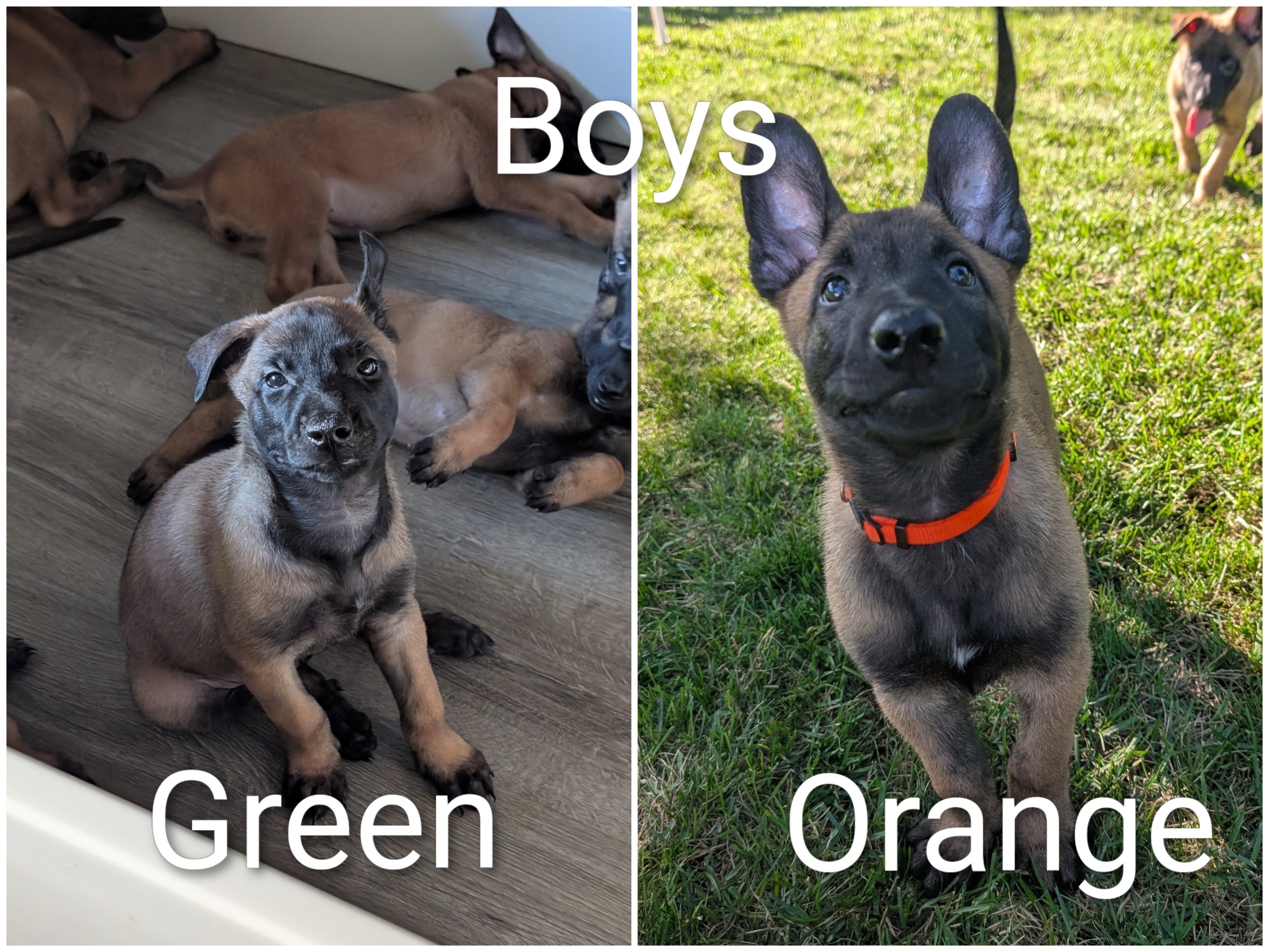 AKC Belgian Malinois puppies image 1