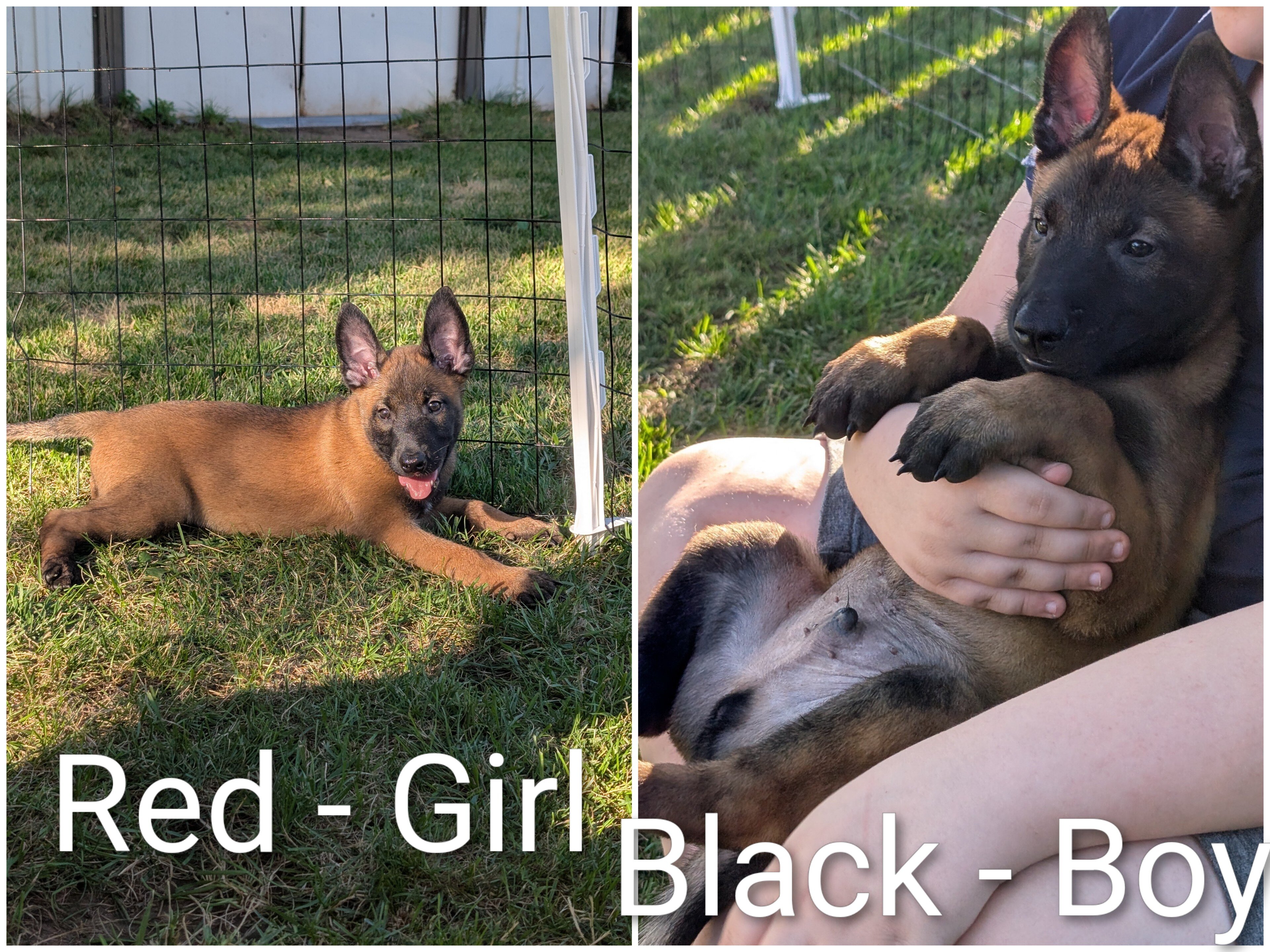 AKC Belgian Malinois puppies image 4
