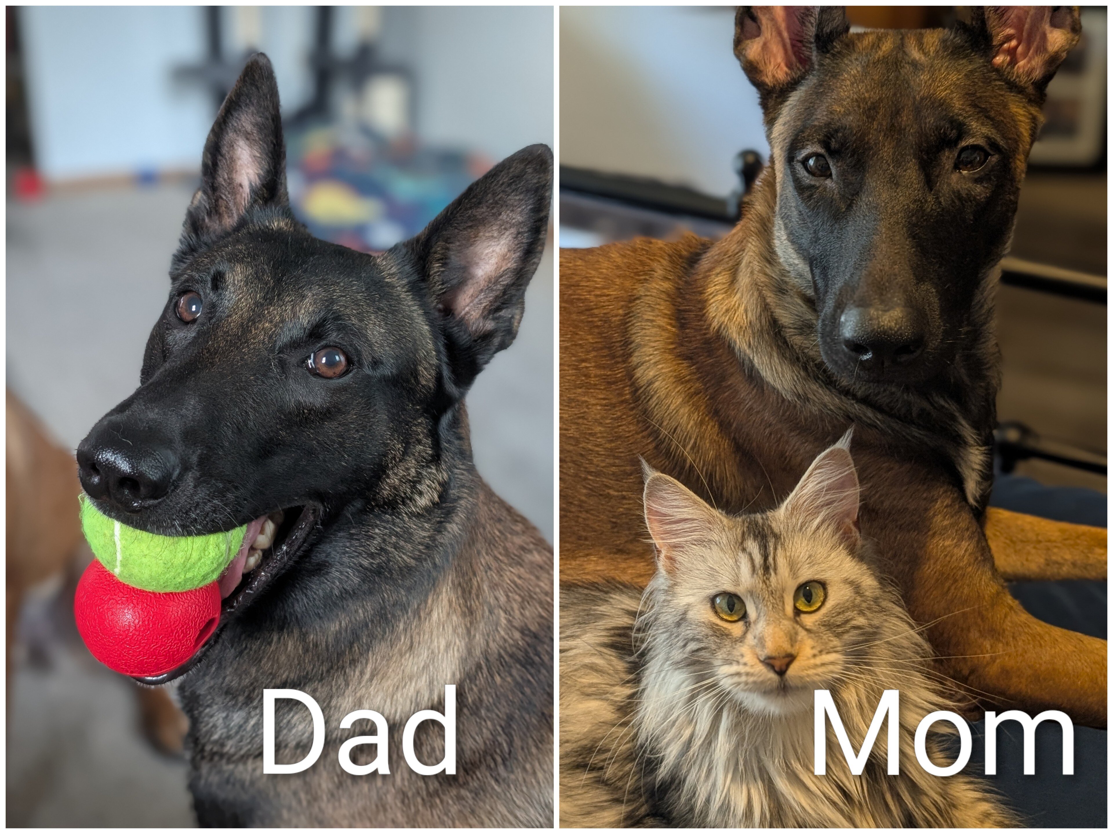 AKC Belgian Malinois puppies image 2