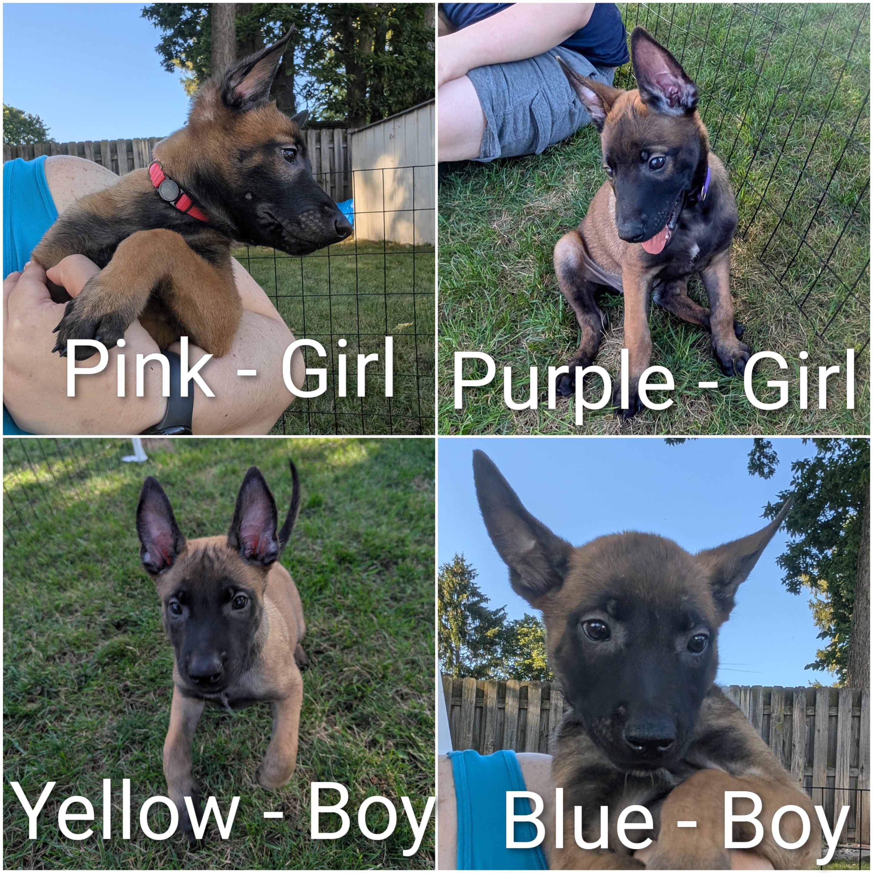 AKC Belgian Malinois puppies image 3