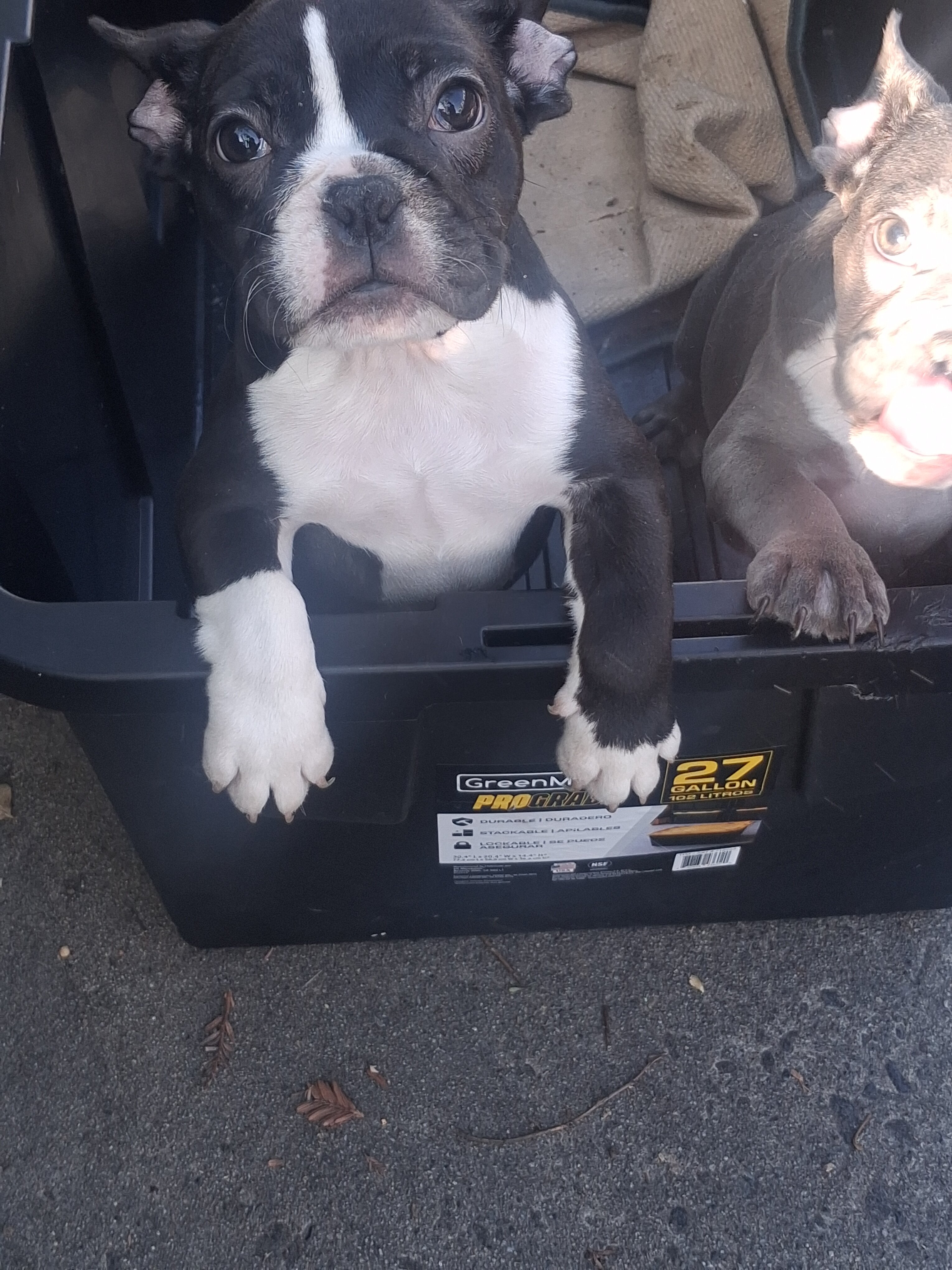 French Bulldog Puppies image 2