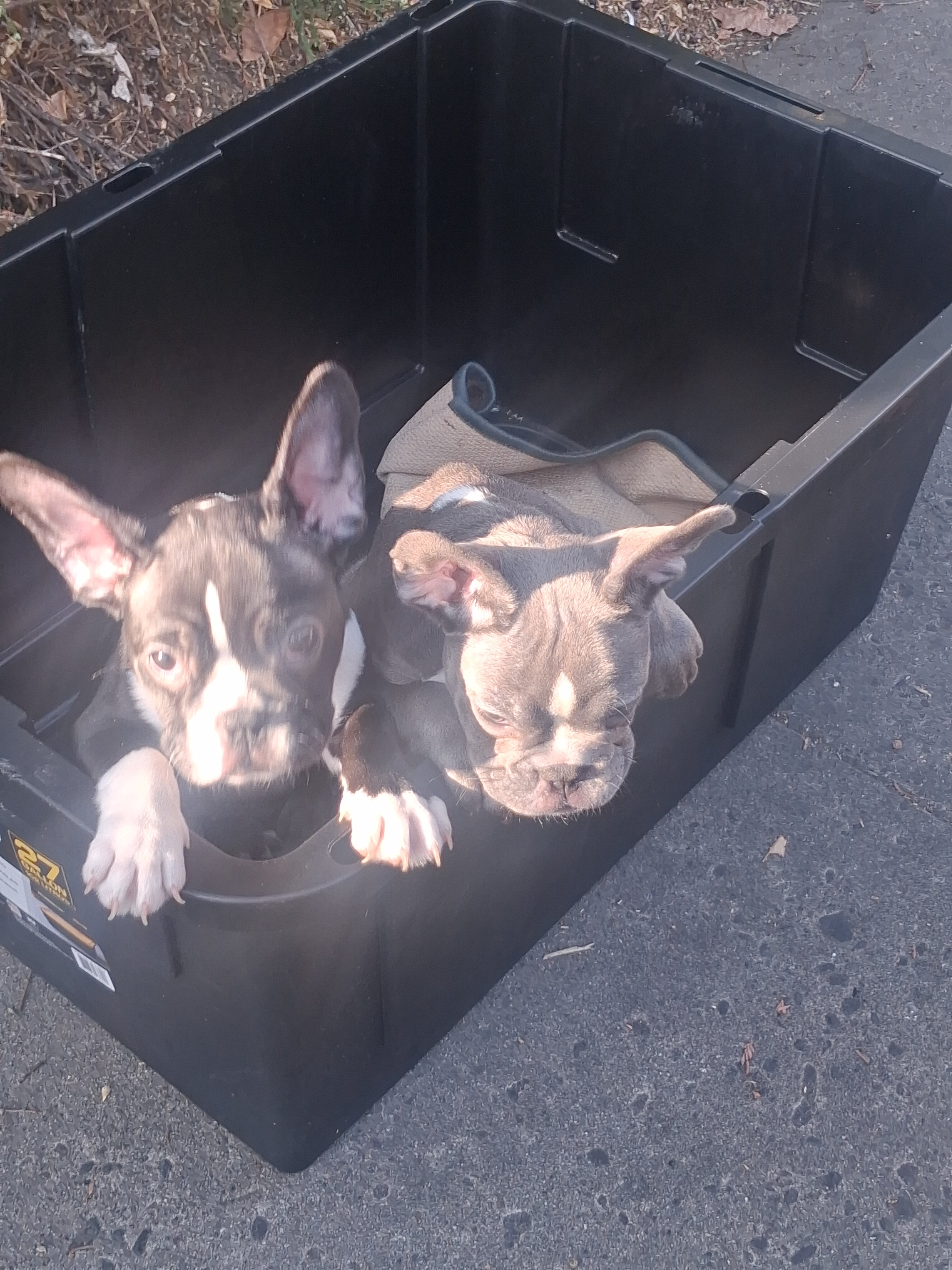 French Bulldog Puppies image 7