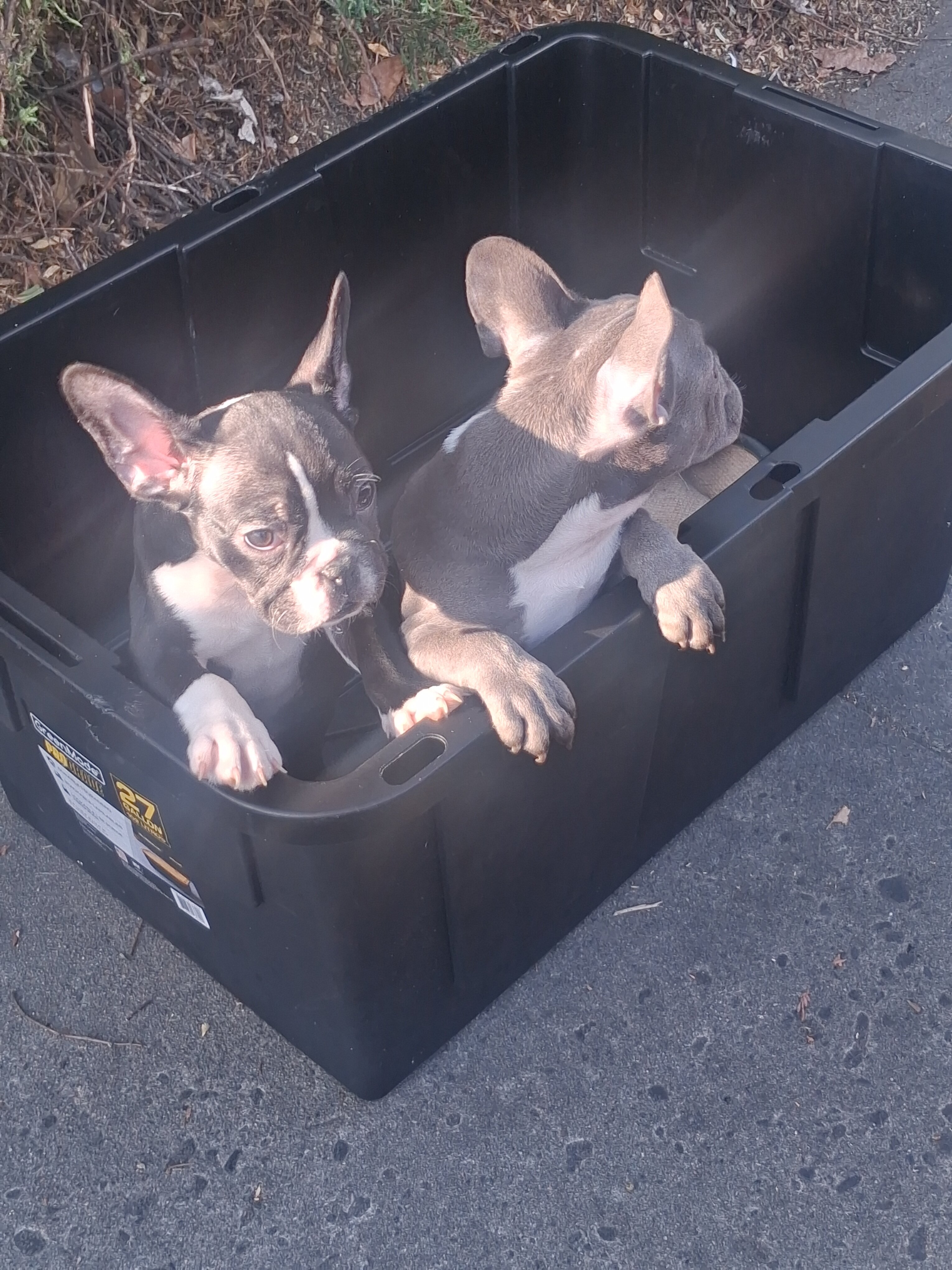 French Bulldog Puppies image 1