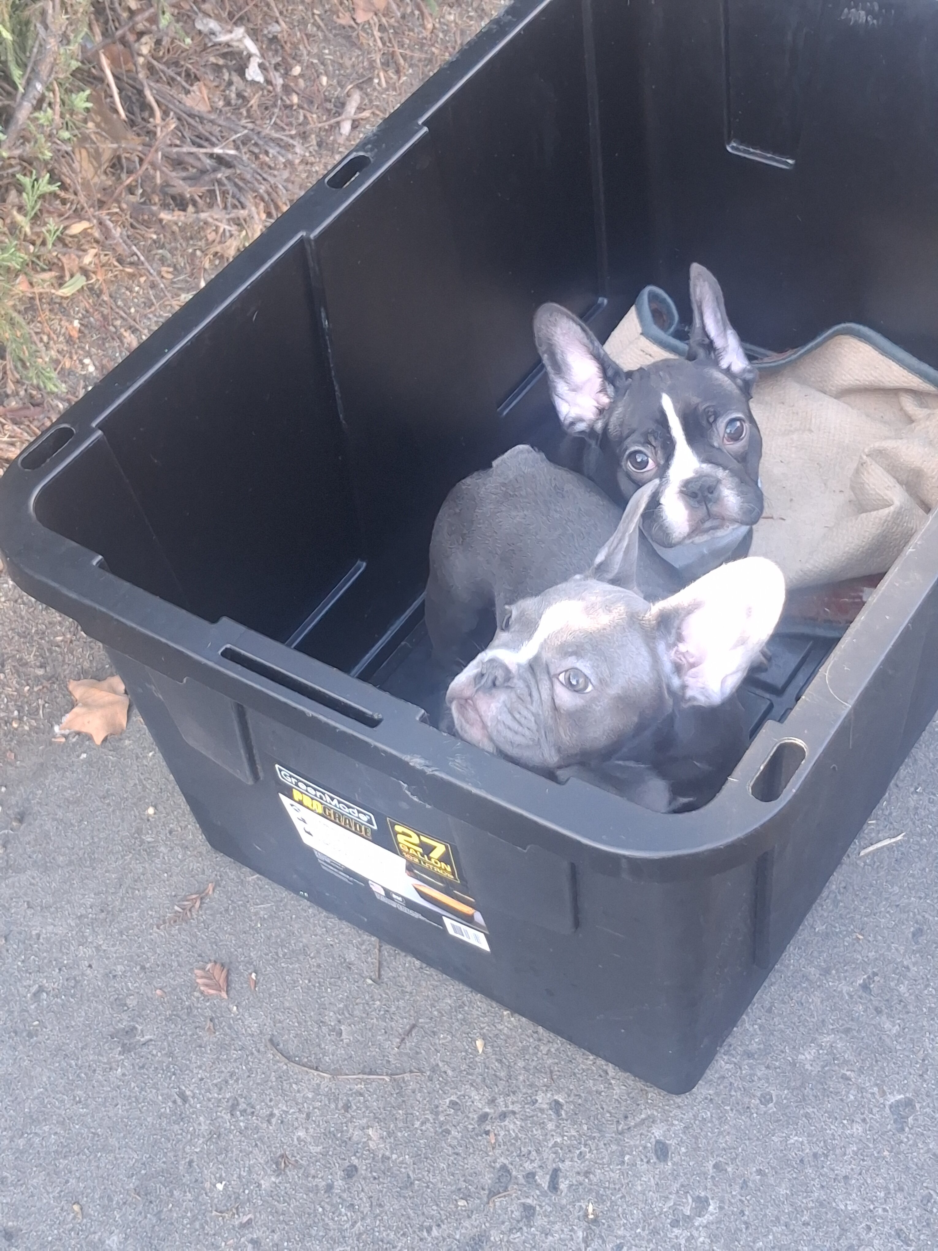 French Bulldog Puppies image 3