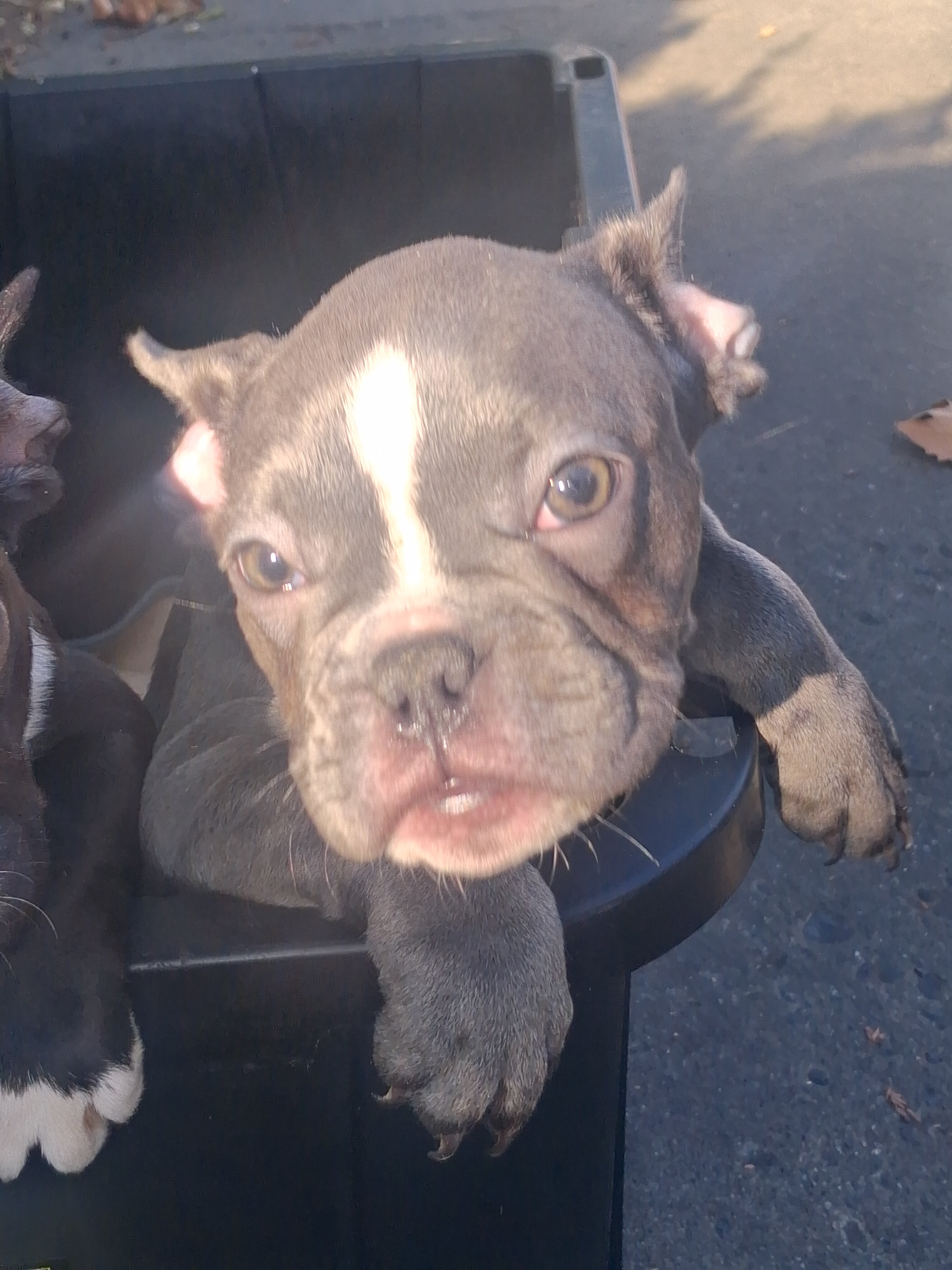 French Bulldog Puppies image 6