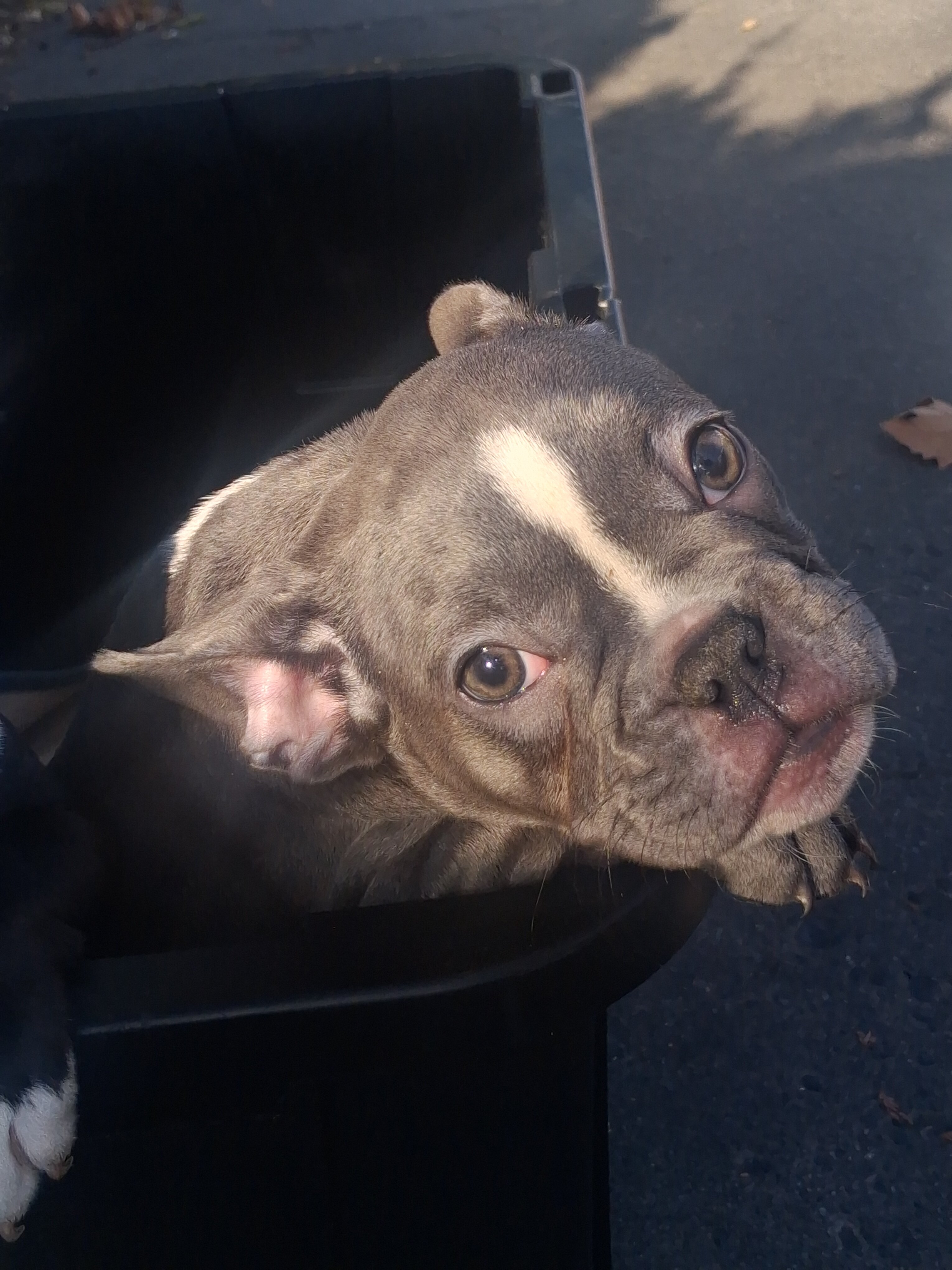 French Bulldog Puppies image 5