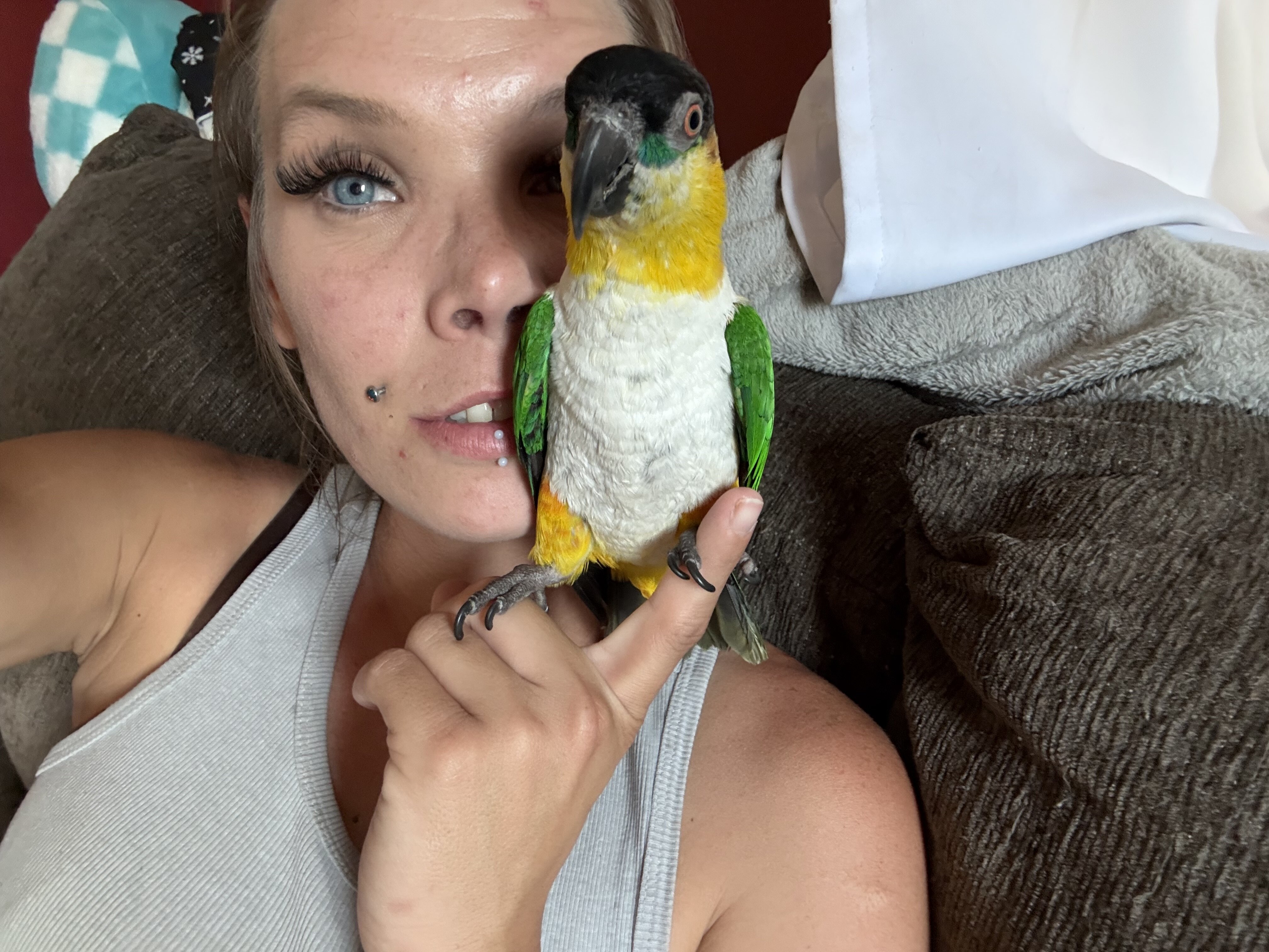 black-headed caique image 2