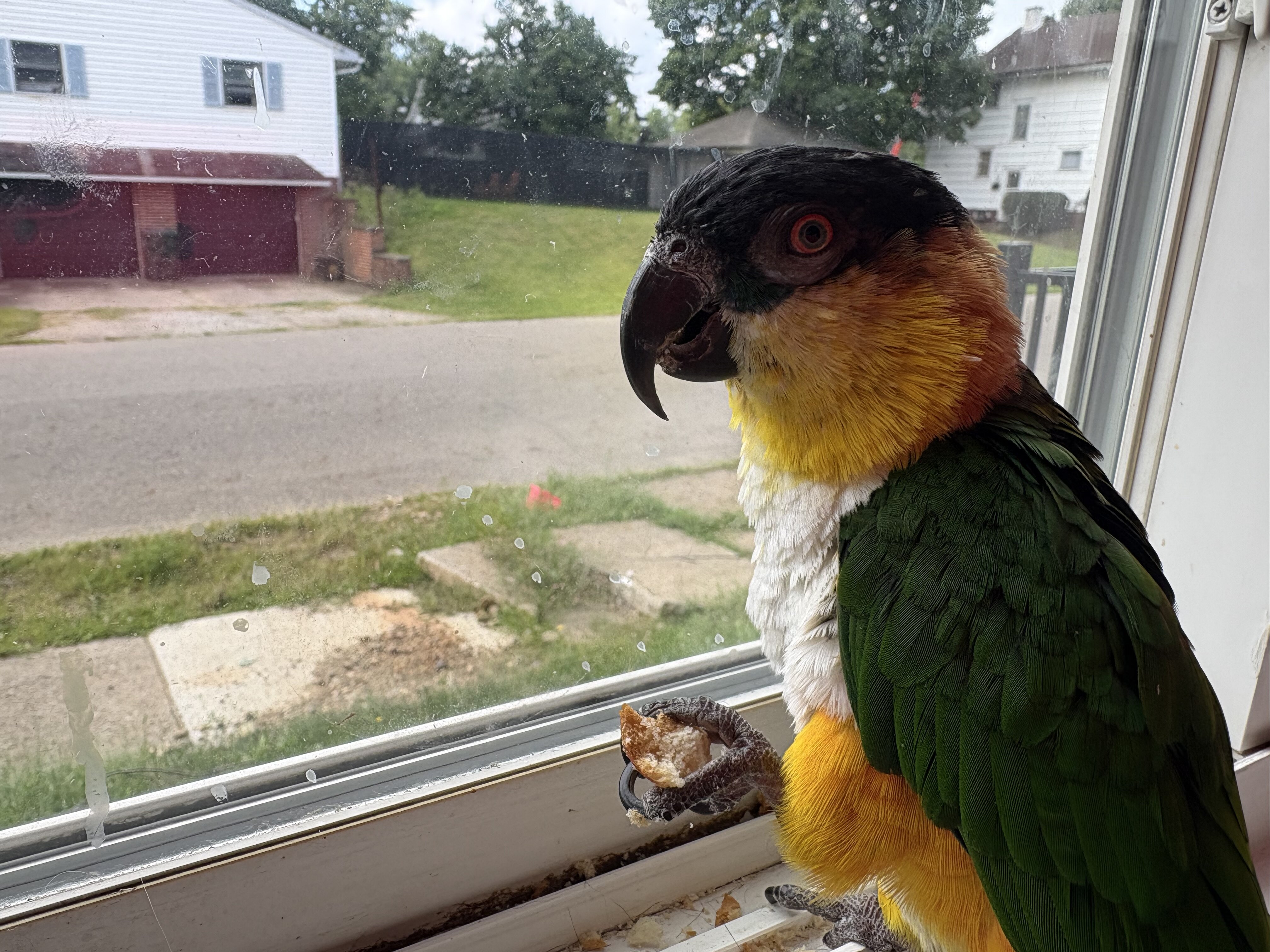 black-headed caique image 1