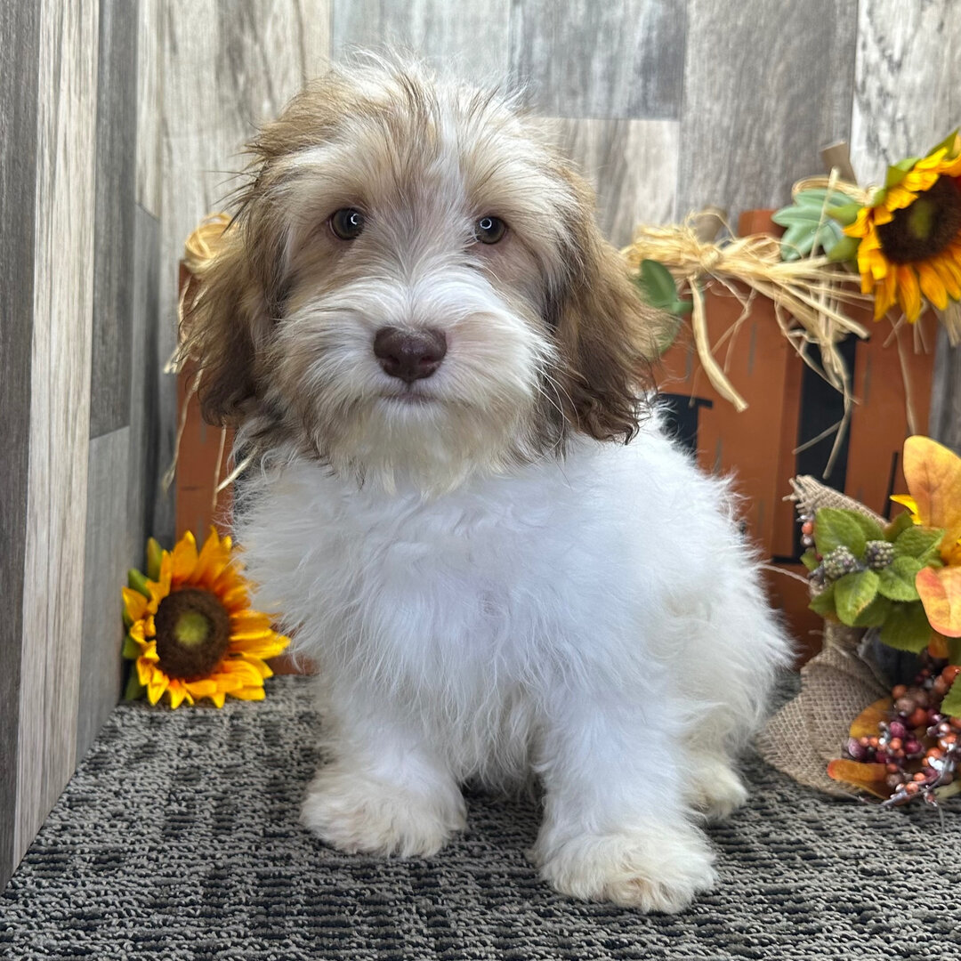 A Gizmo PUPPY image 5