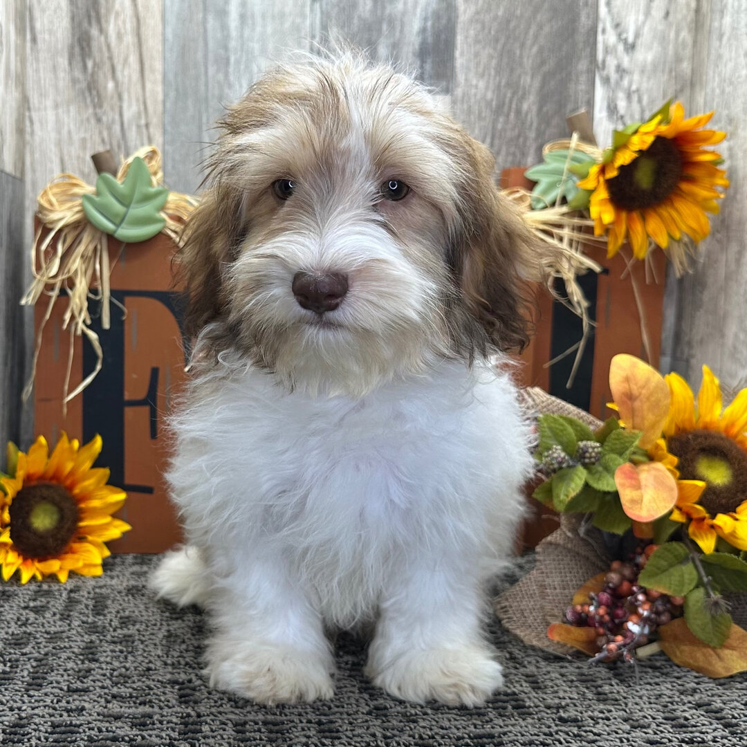 A Gizmo PUPPY image 4