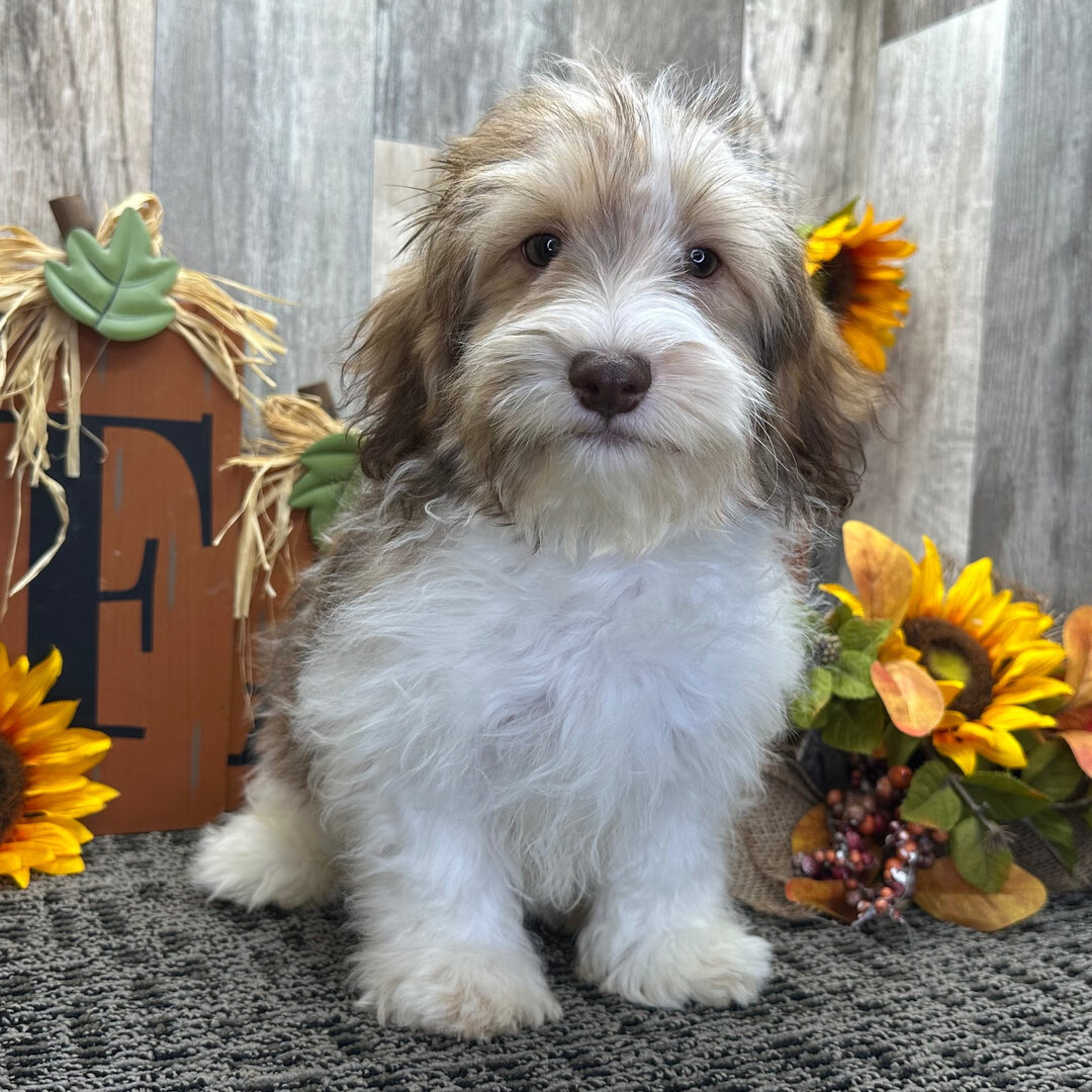 A Gizmo PUPPY image 3