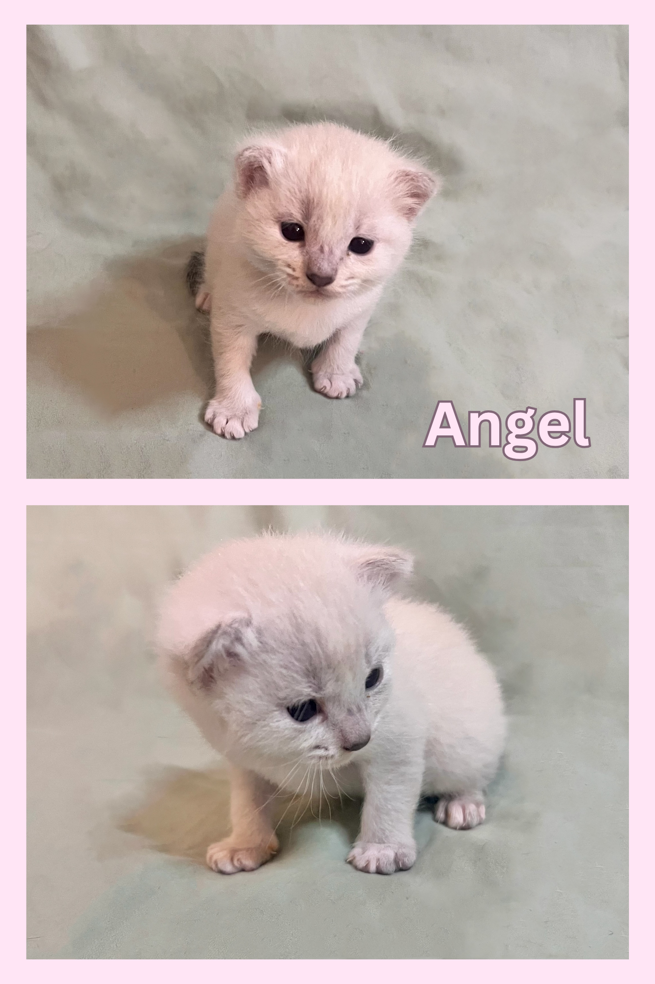Lynx Point kittens image 1