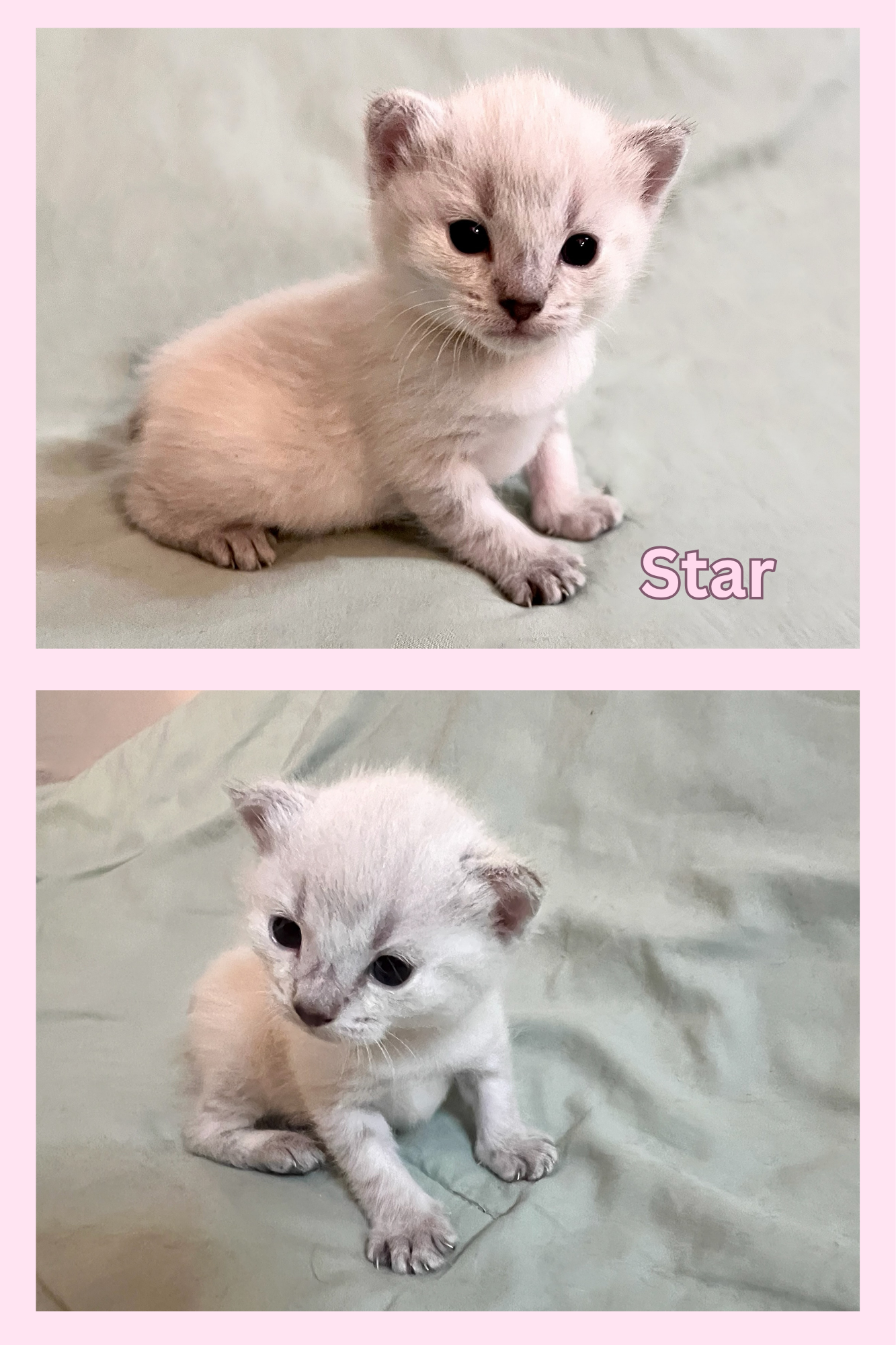 Lynx Point kittens image 2
