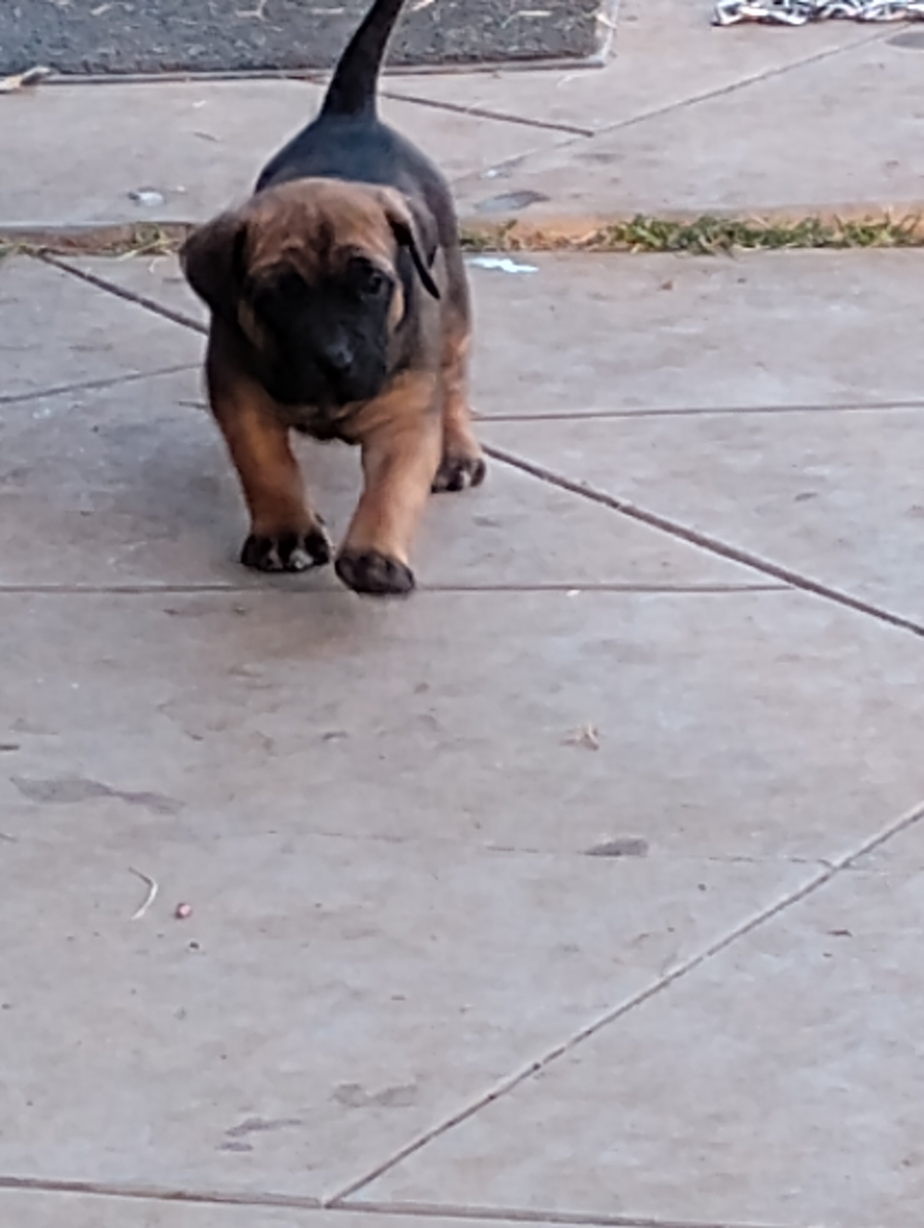 Corso pups image 3