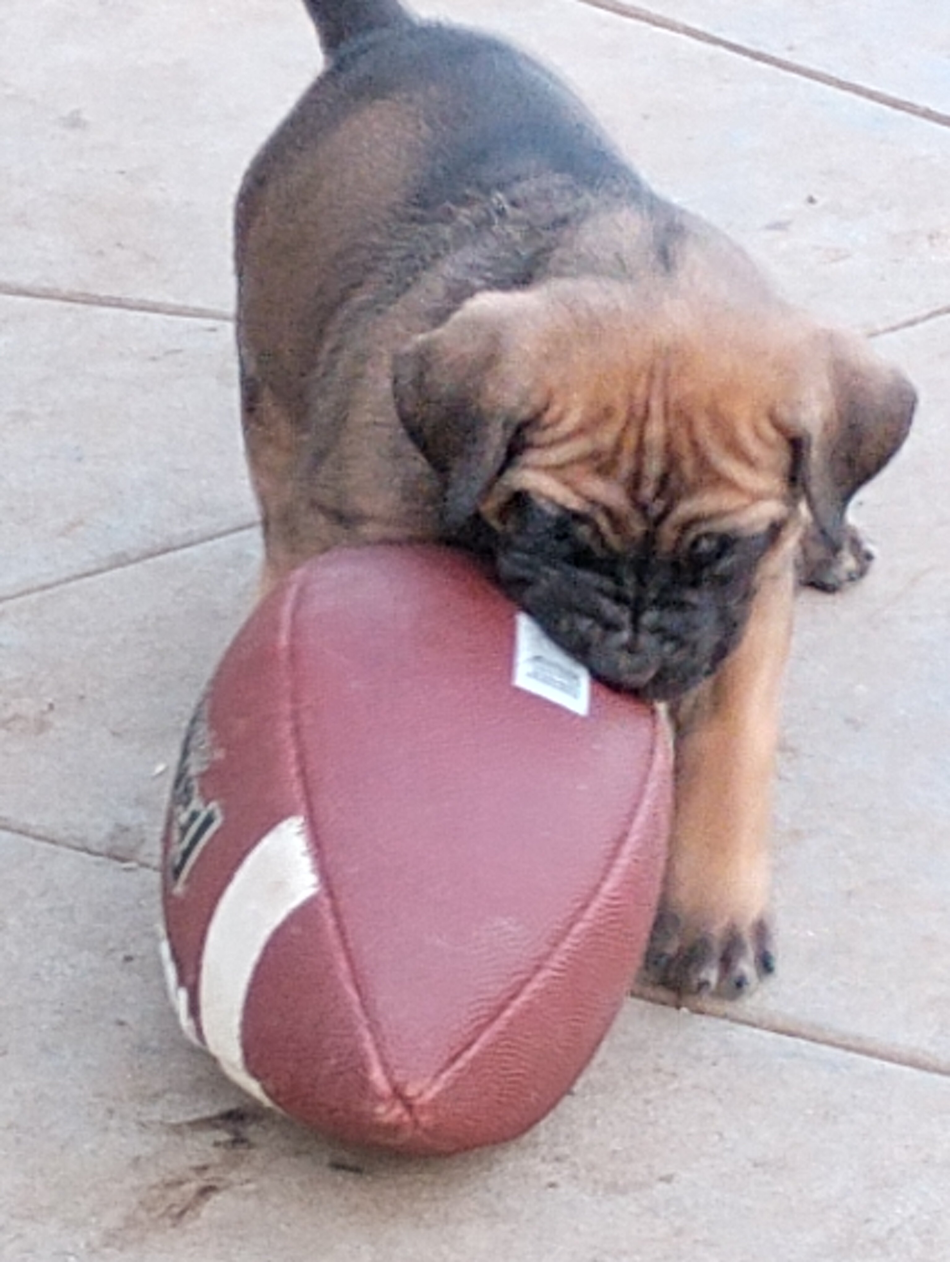 Corso pups image 1