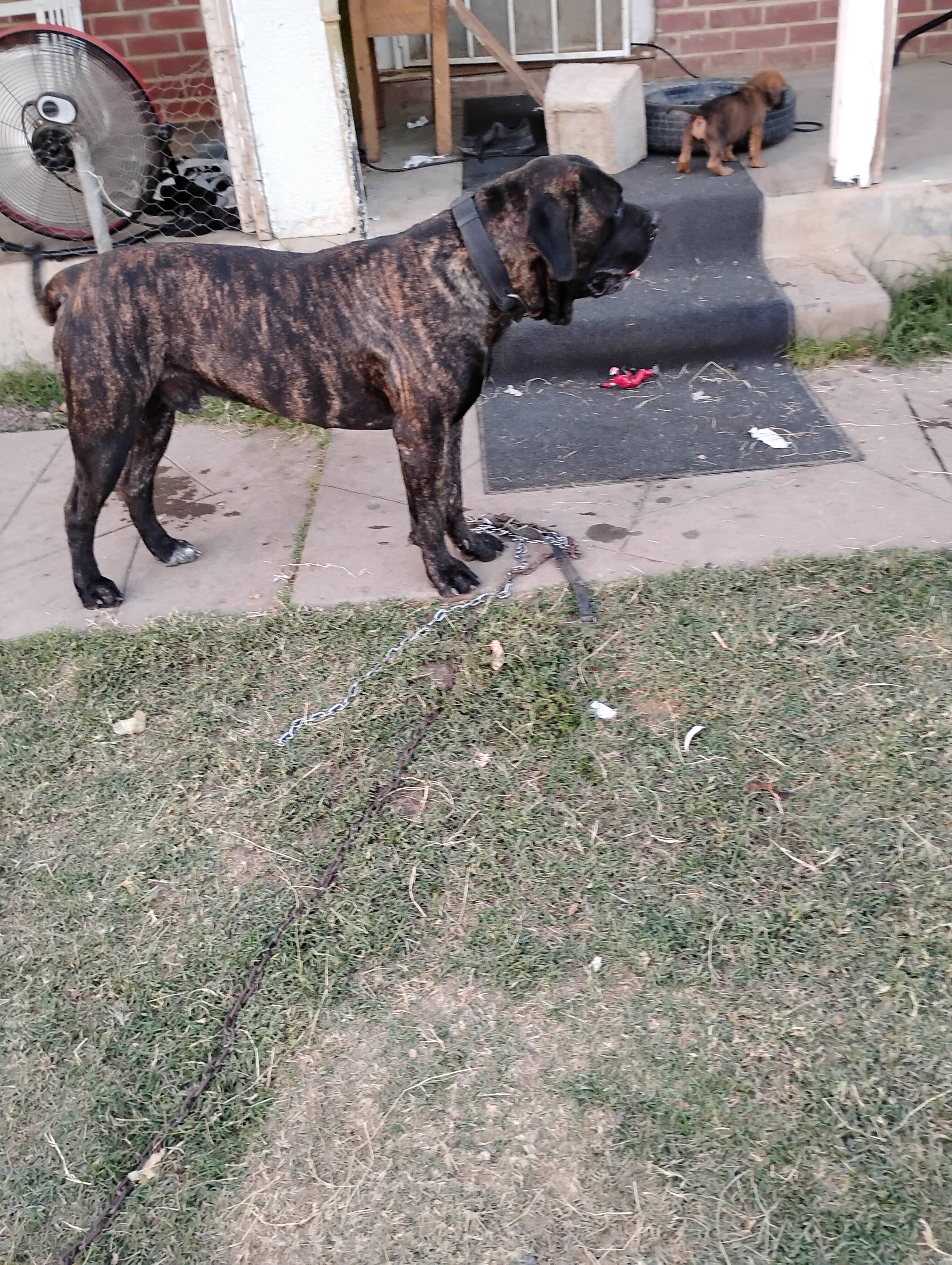 Corso pups image 4