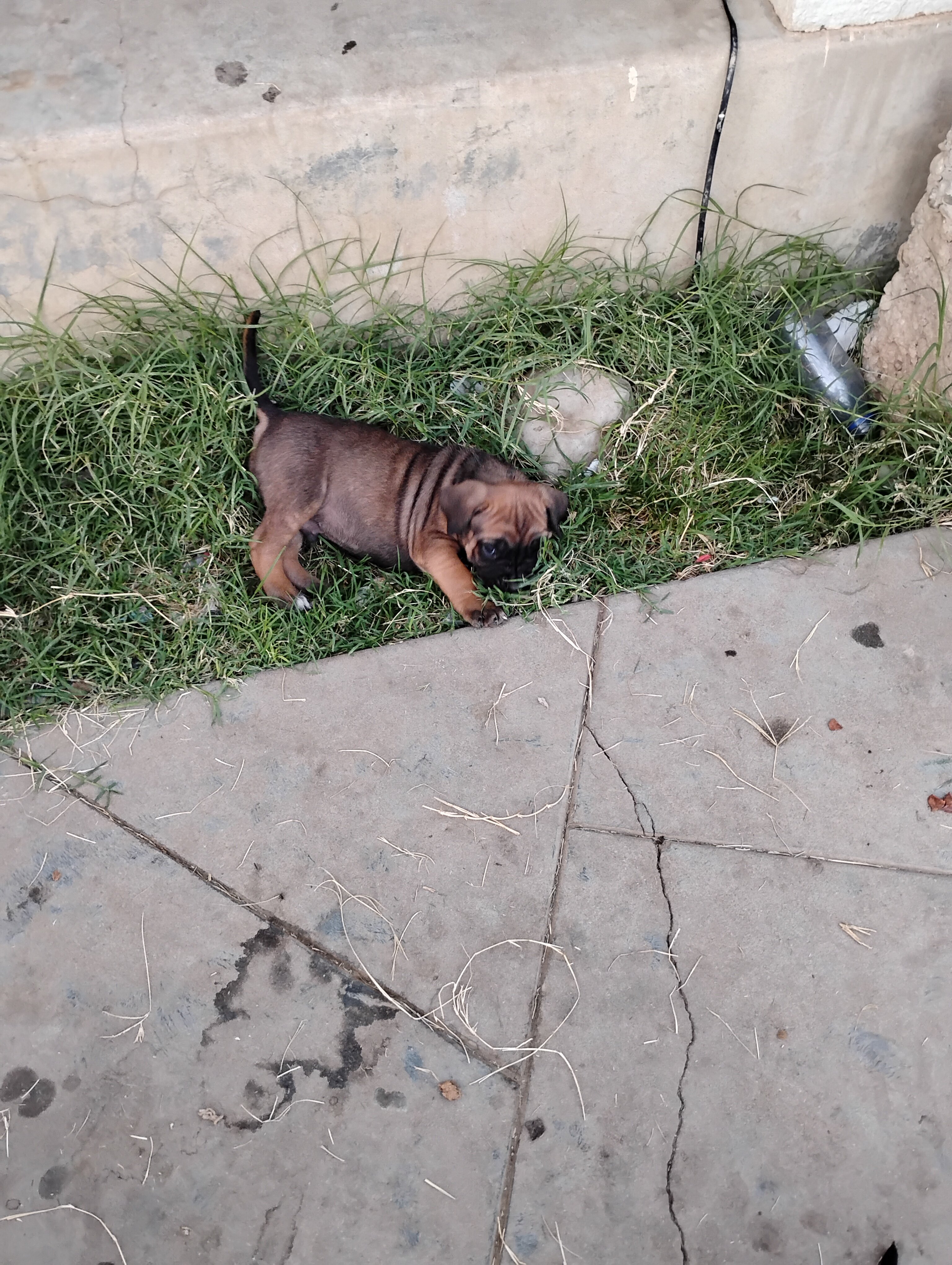 Corso pups image 2