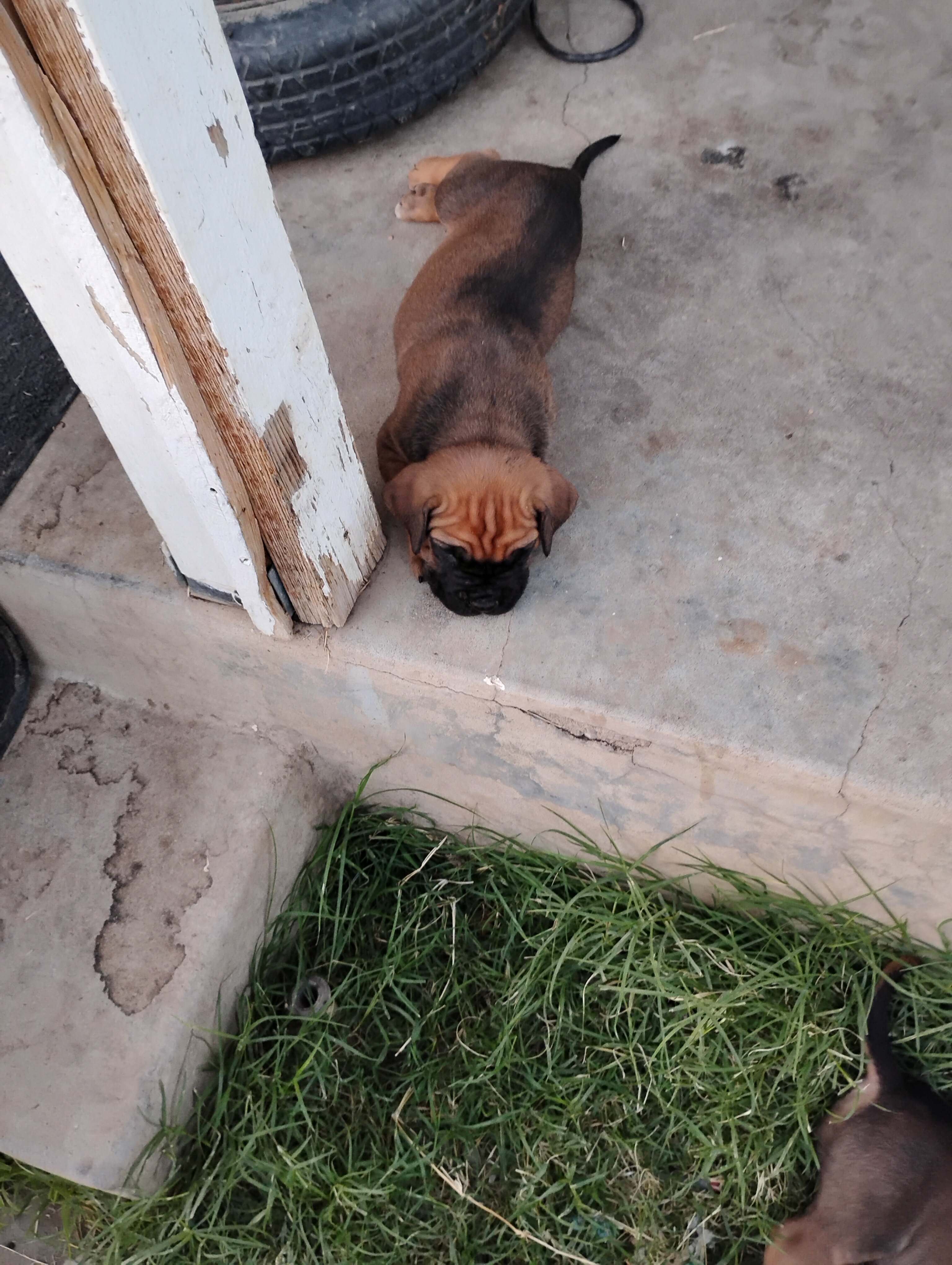 Corso pups image 5