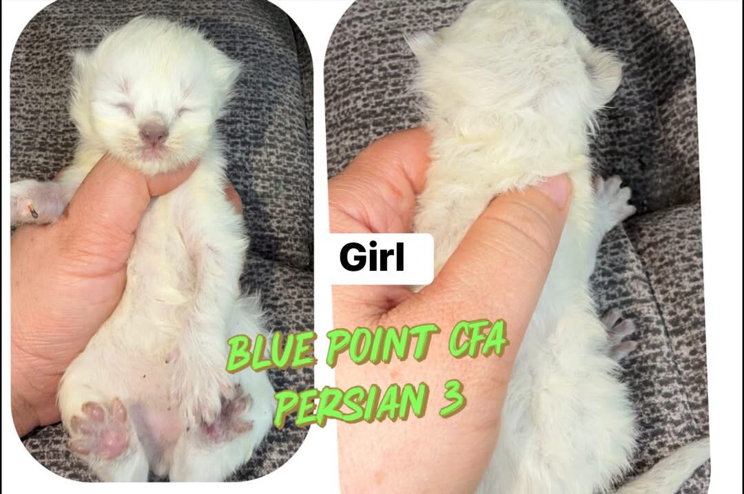 Quite a few kittens and an adult looking for a hom image 9