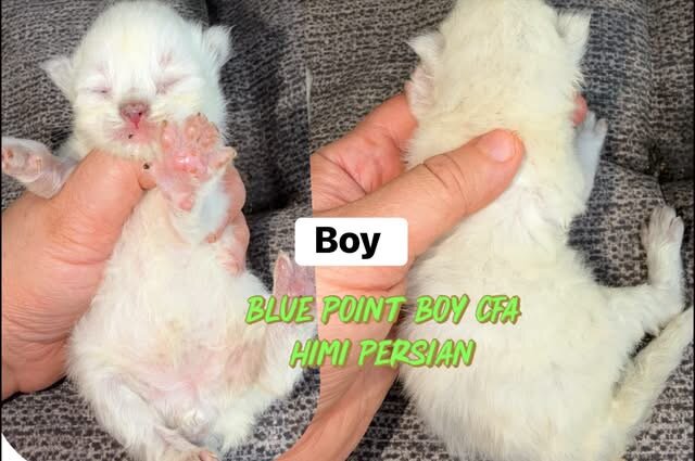 Quite a few kittens and an adult looking for a hom image 7