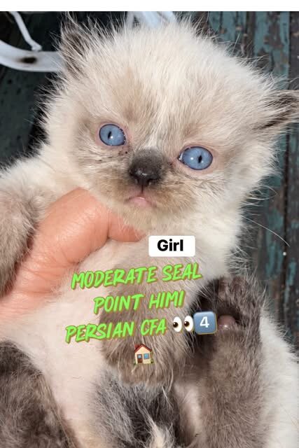 Quite a few kittens and an adult looking for a hom image 6