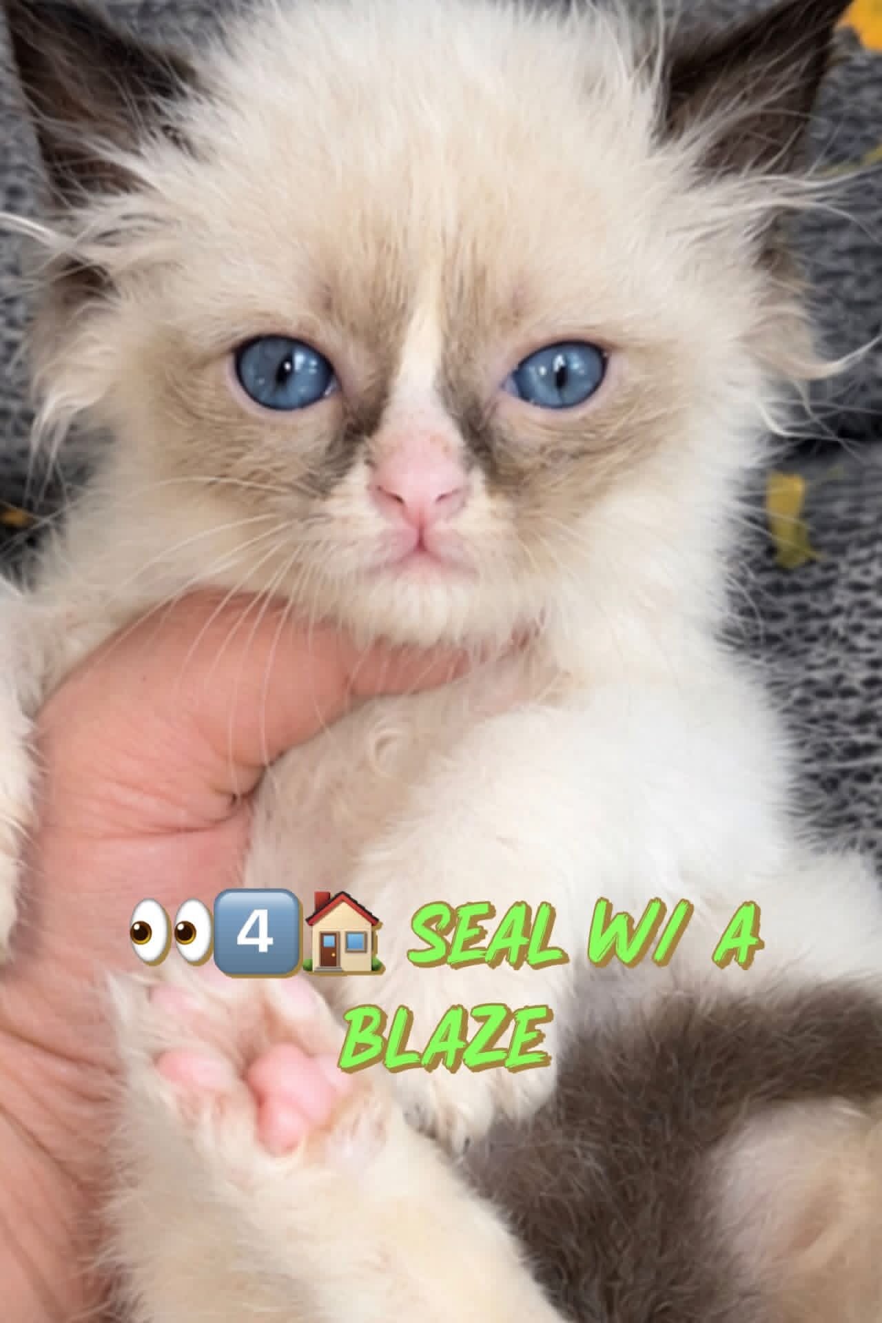 Quite a few kittens and an adult looking for a hom image 2