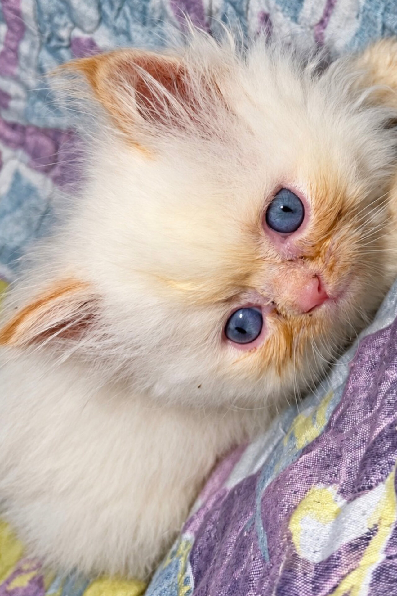 Quite a few kittens and an adult looking for a hom image 1