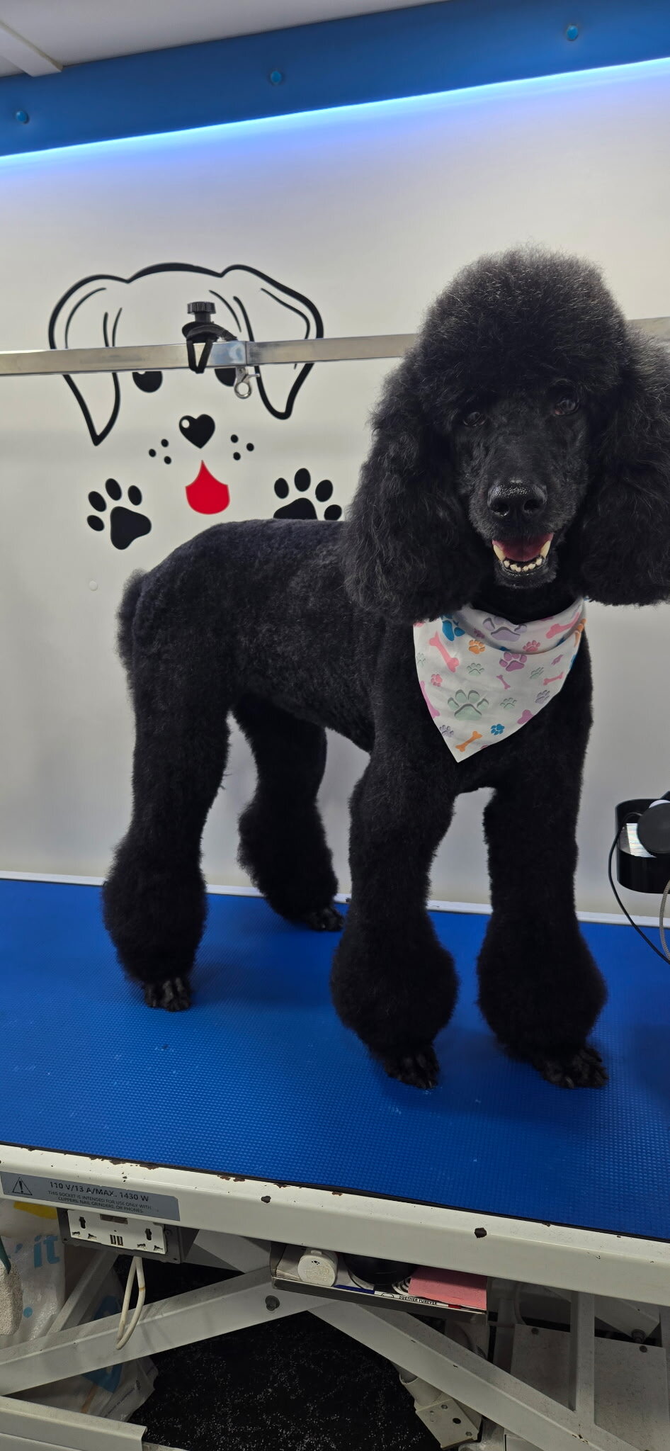 Golden doodle image 1