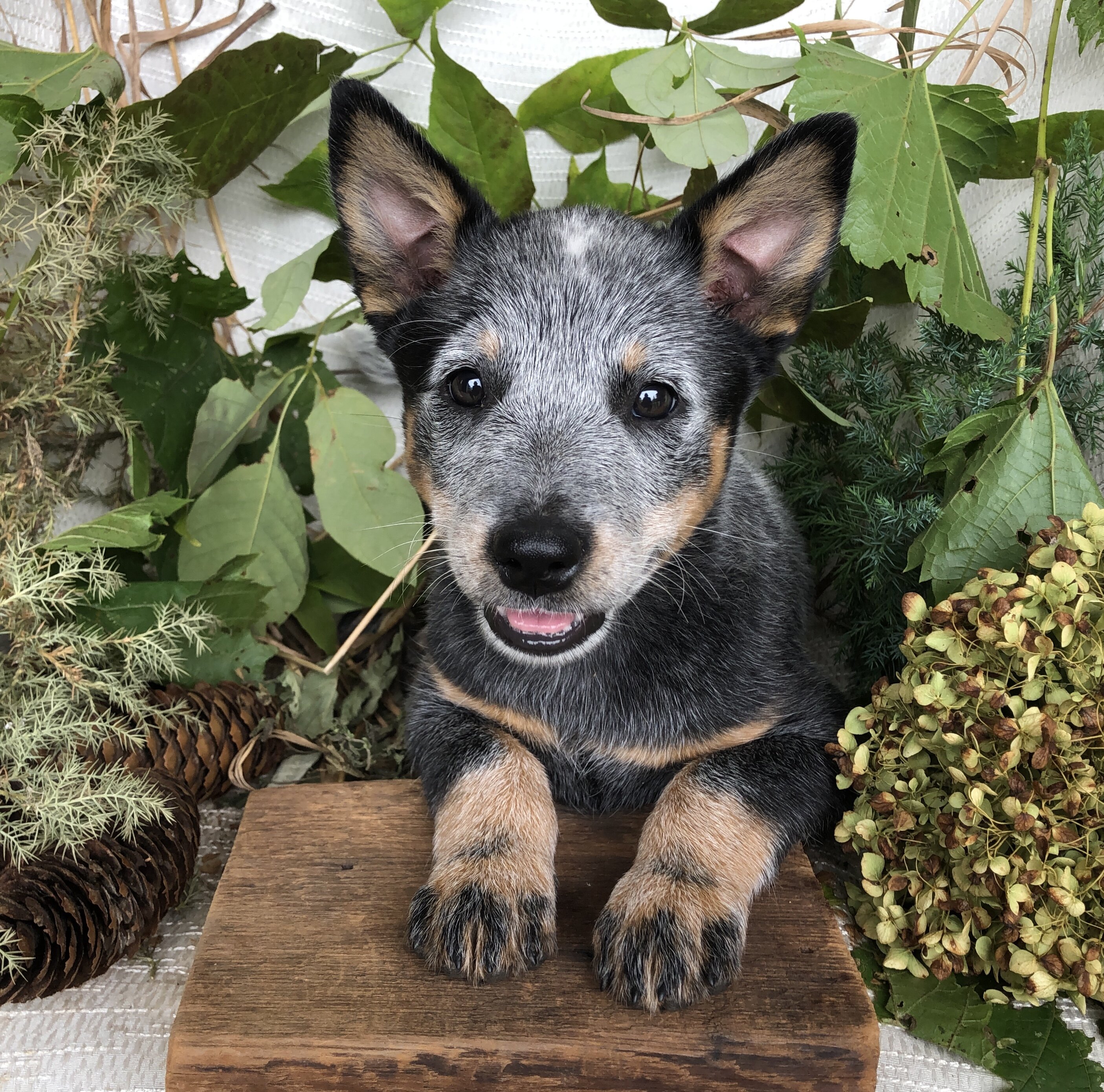 Blue Heeler puppies for sale in Michigan  Contact image 9