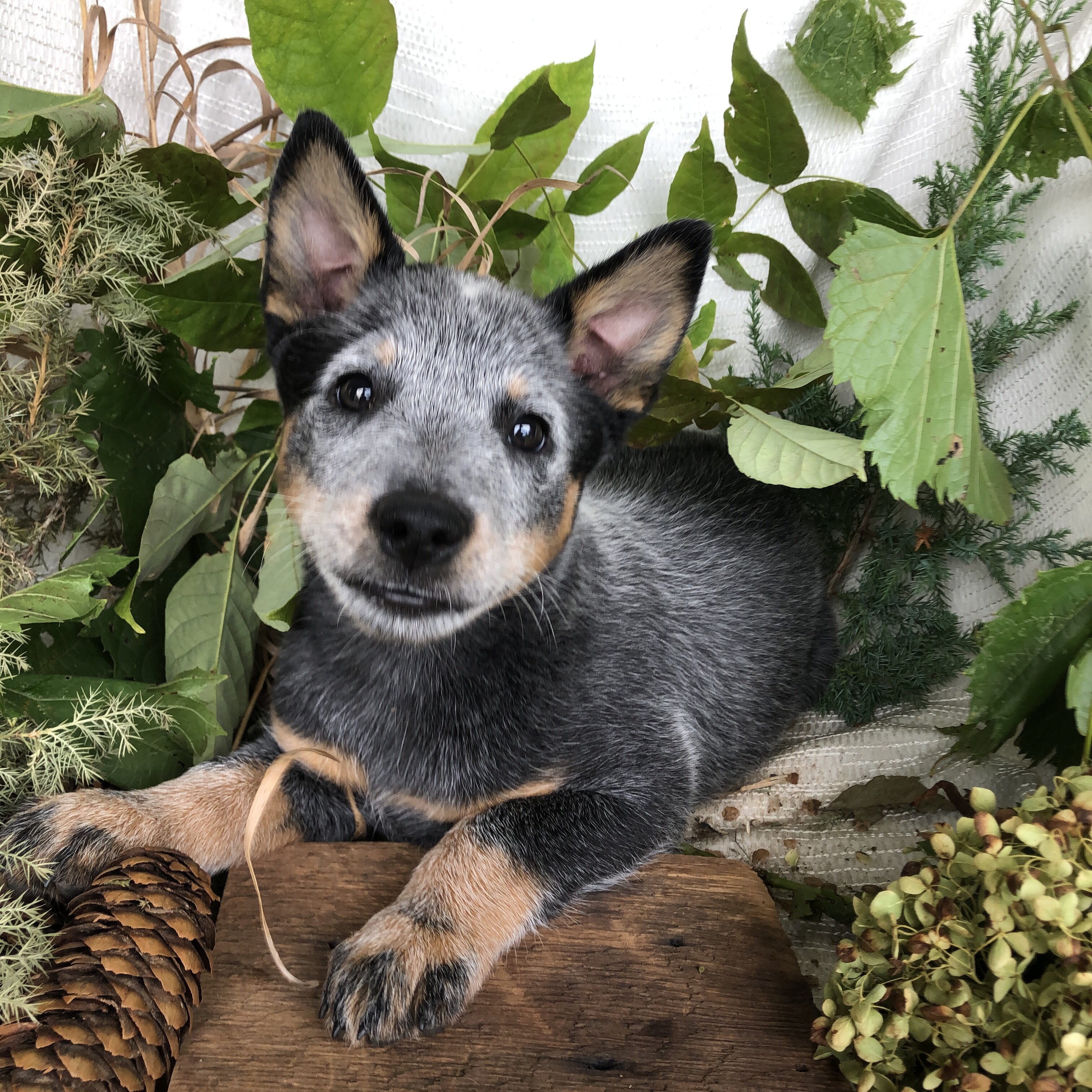 Blue Heeler puppies for sale in Michigan  Contact image 8