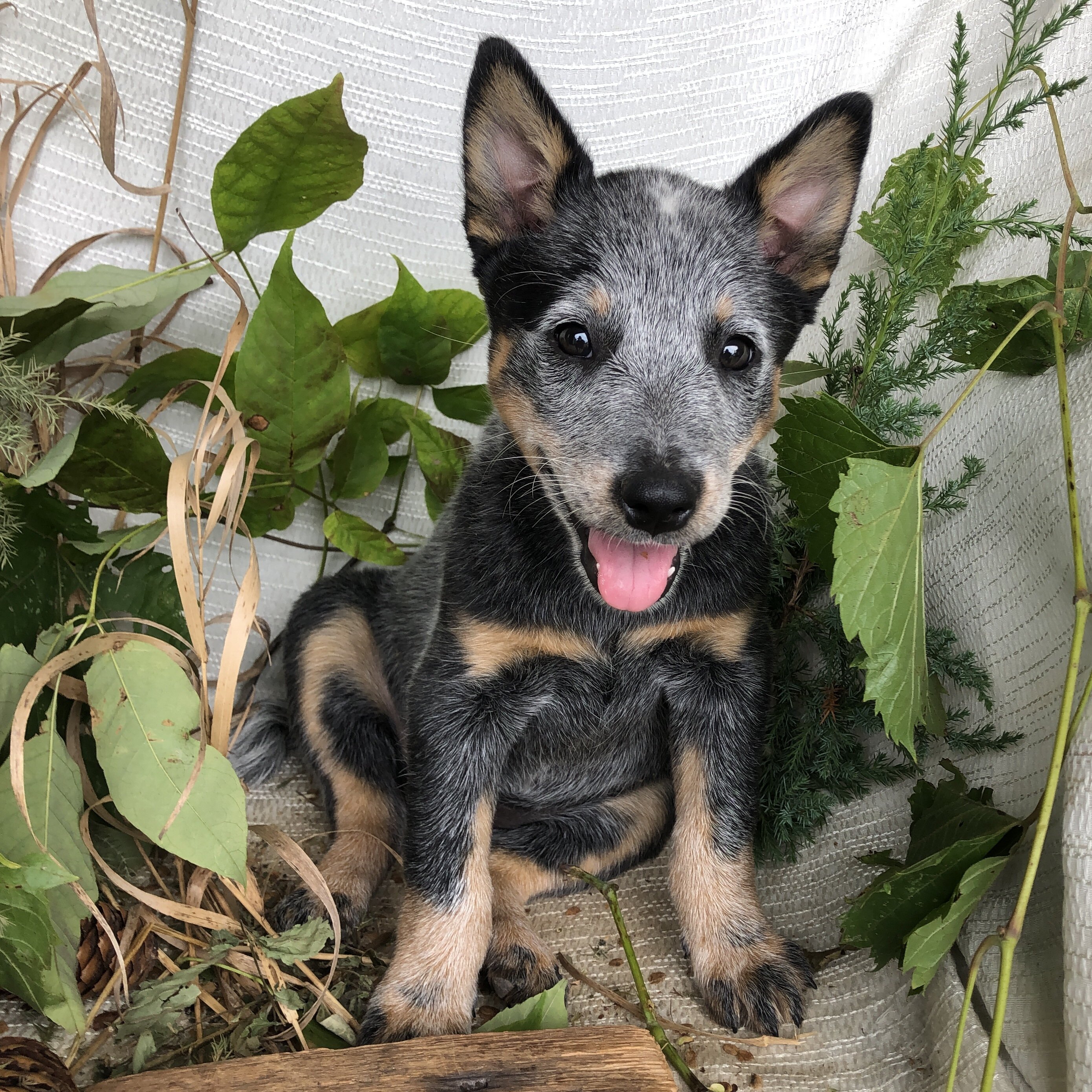 Blue Heeler puppies for sale in Michigan  Contact image 7