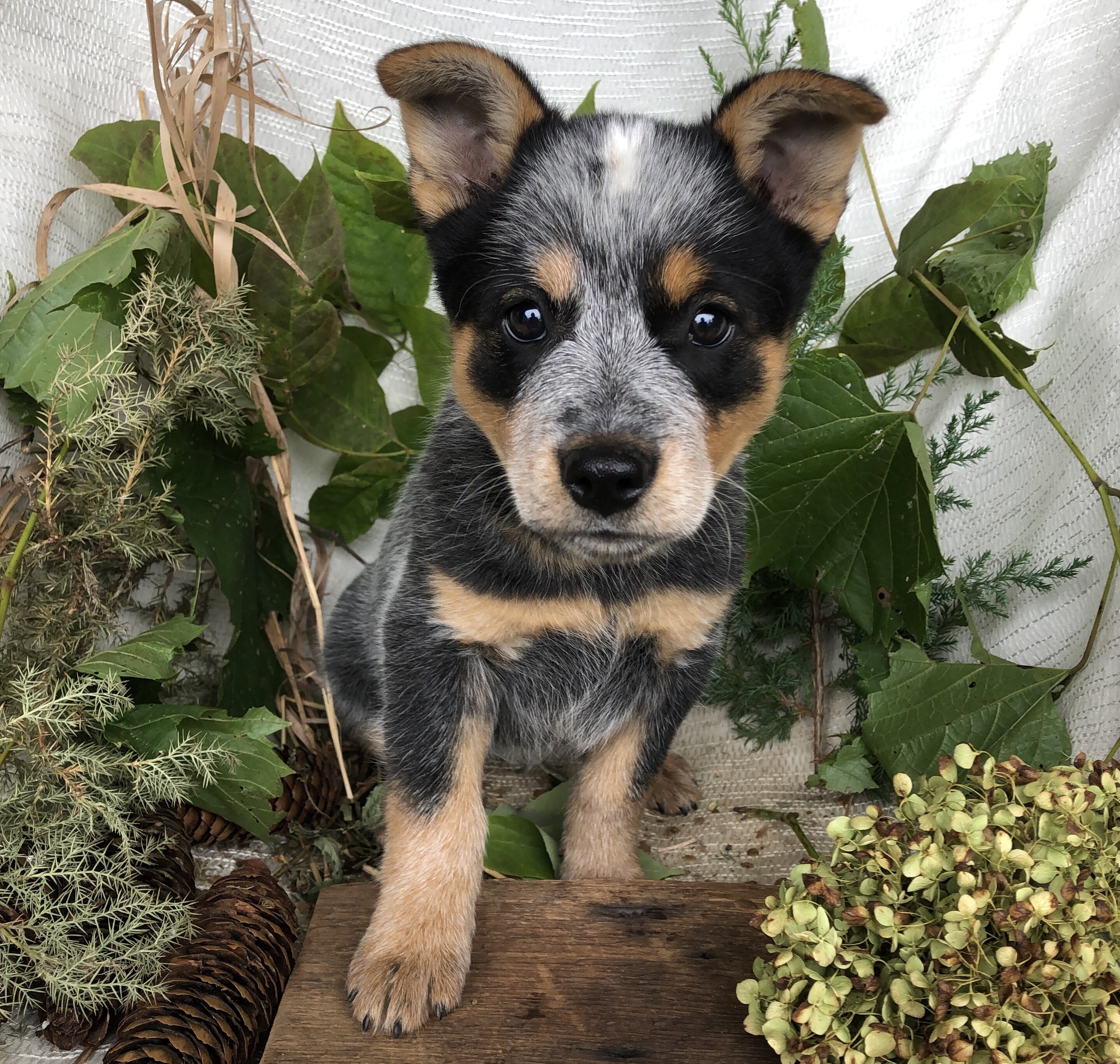 Blue Heeler puppies for sale in Michigan  Contact image 6