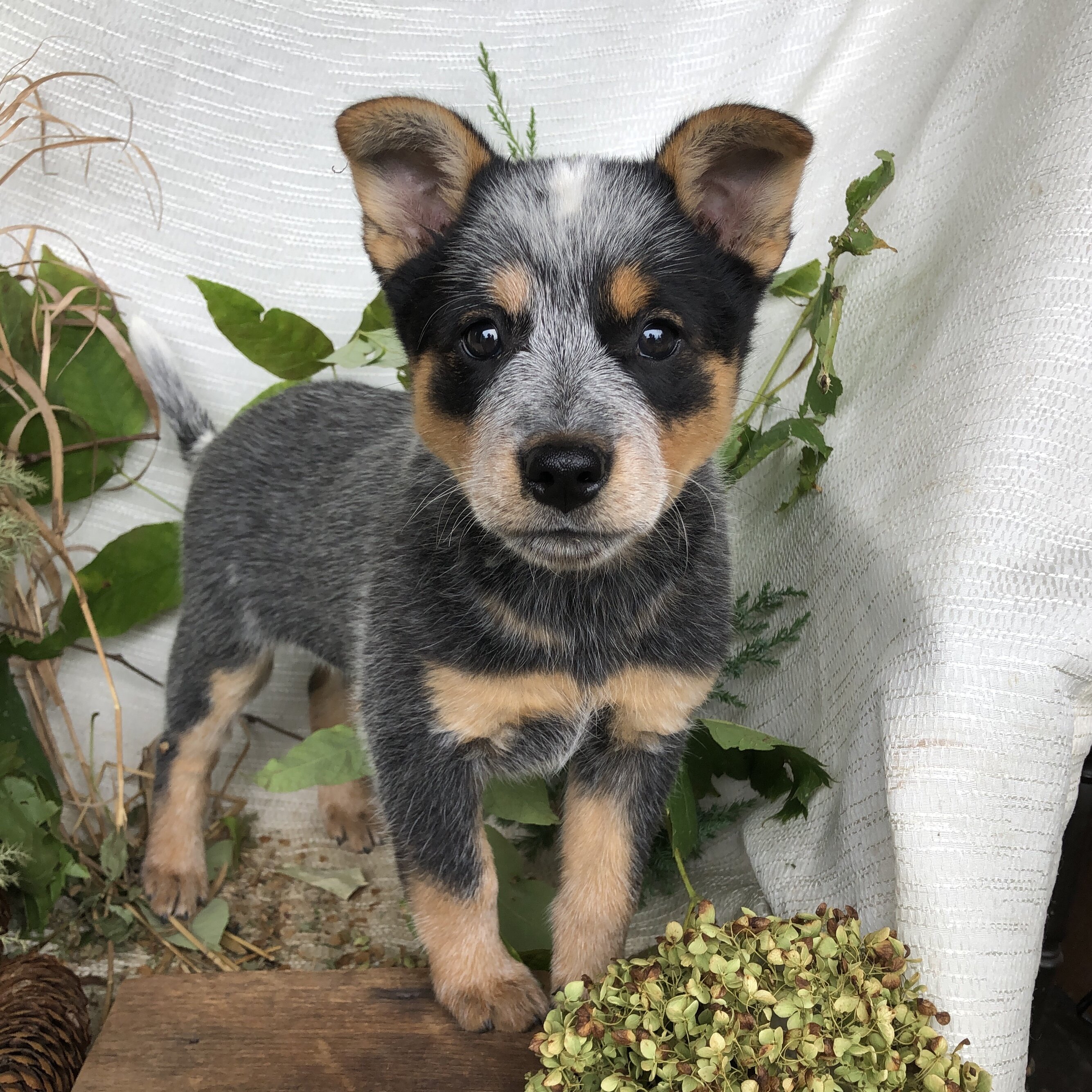 Blue Heeler puppies for sale in Michigan  Contact image 4