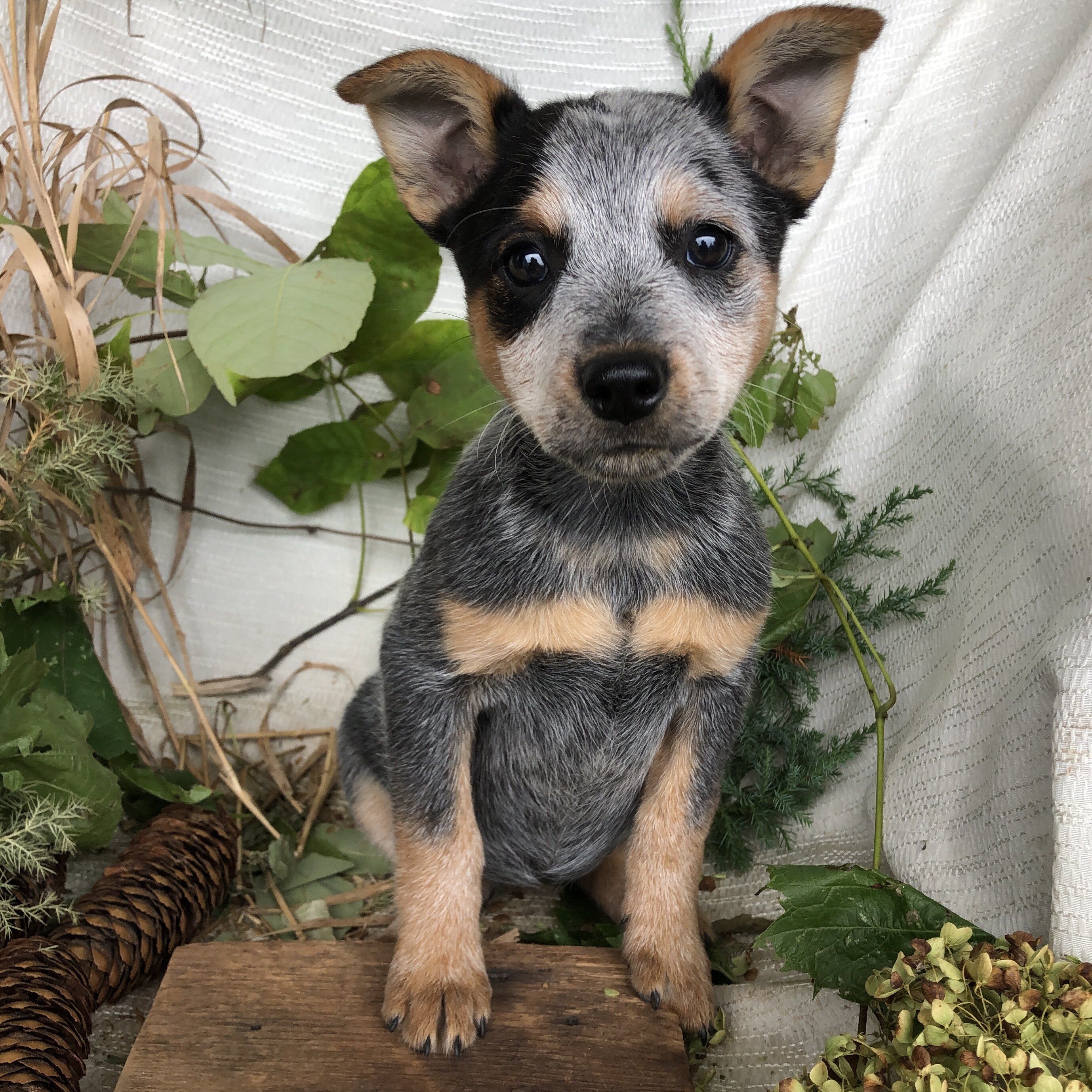 Blue Heeler puppies for sale in Michigan  Contact image 3