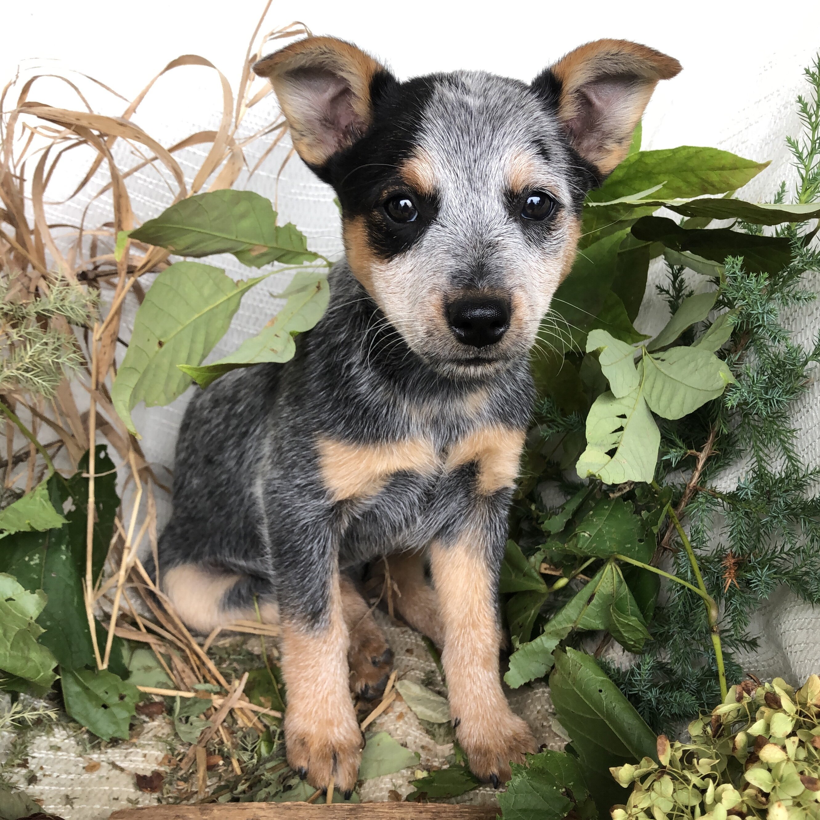 Blue Heeler puppies for sale in Michigan  Contact image 2