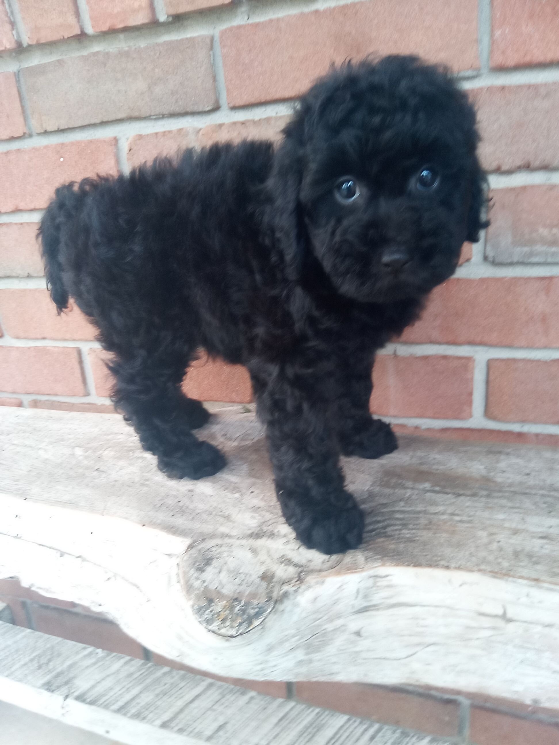 Mini Goldendoodle puppies image 5