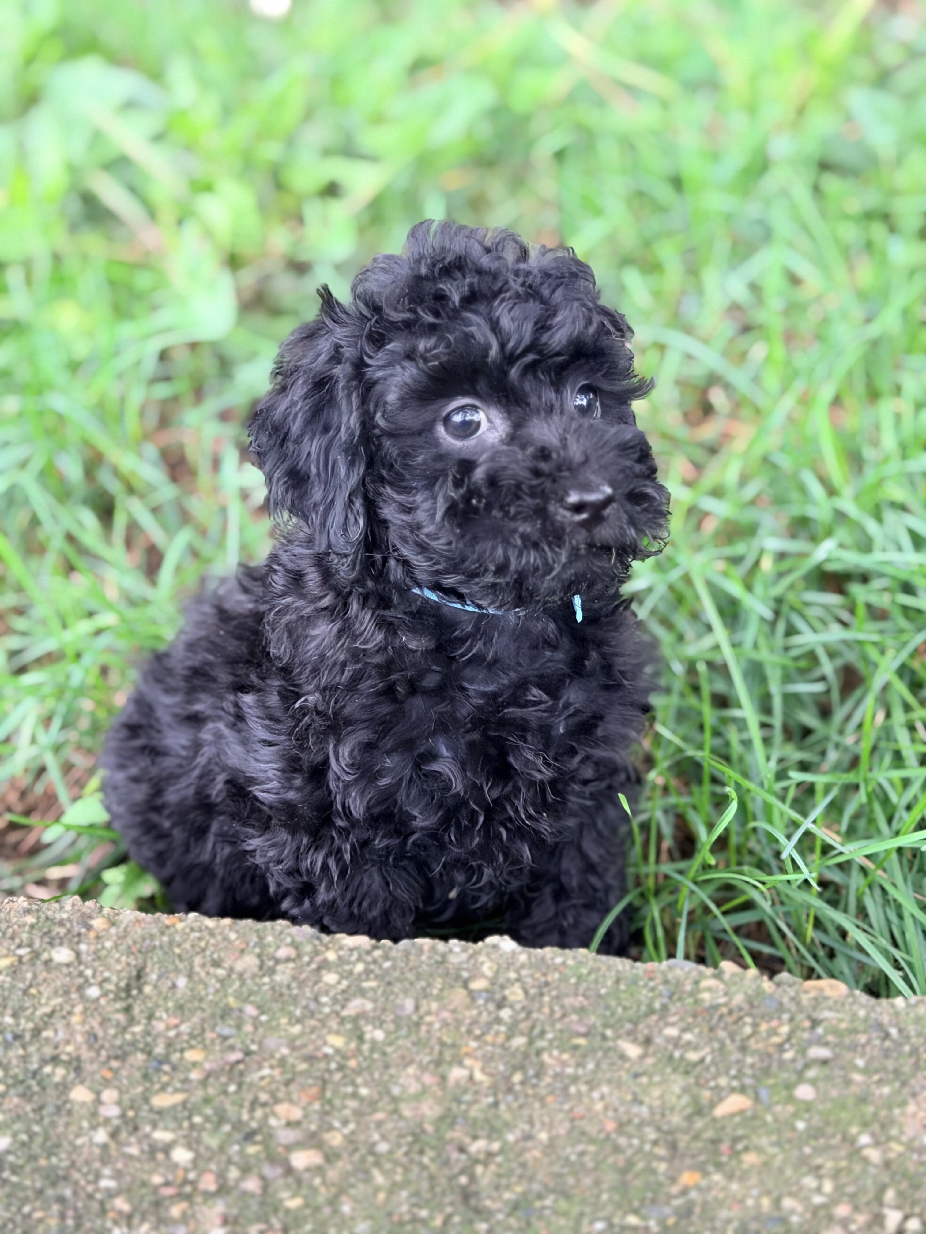 Mini Goldendoodle puppies image 3