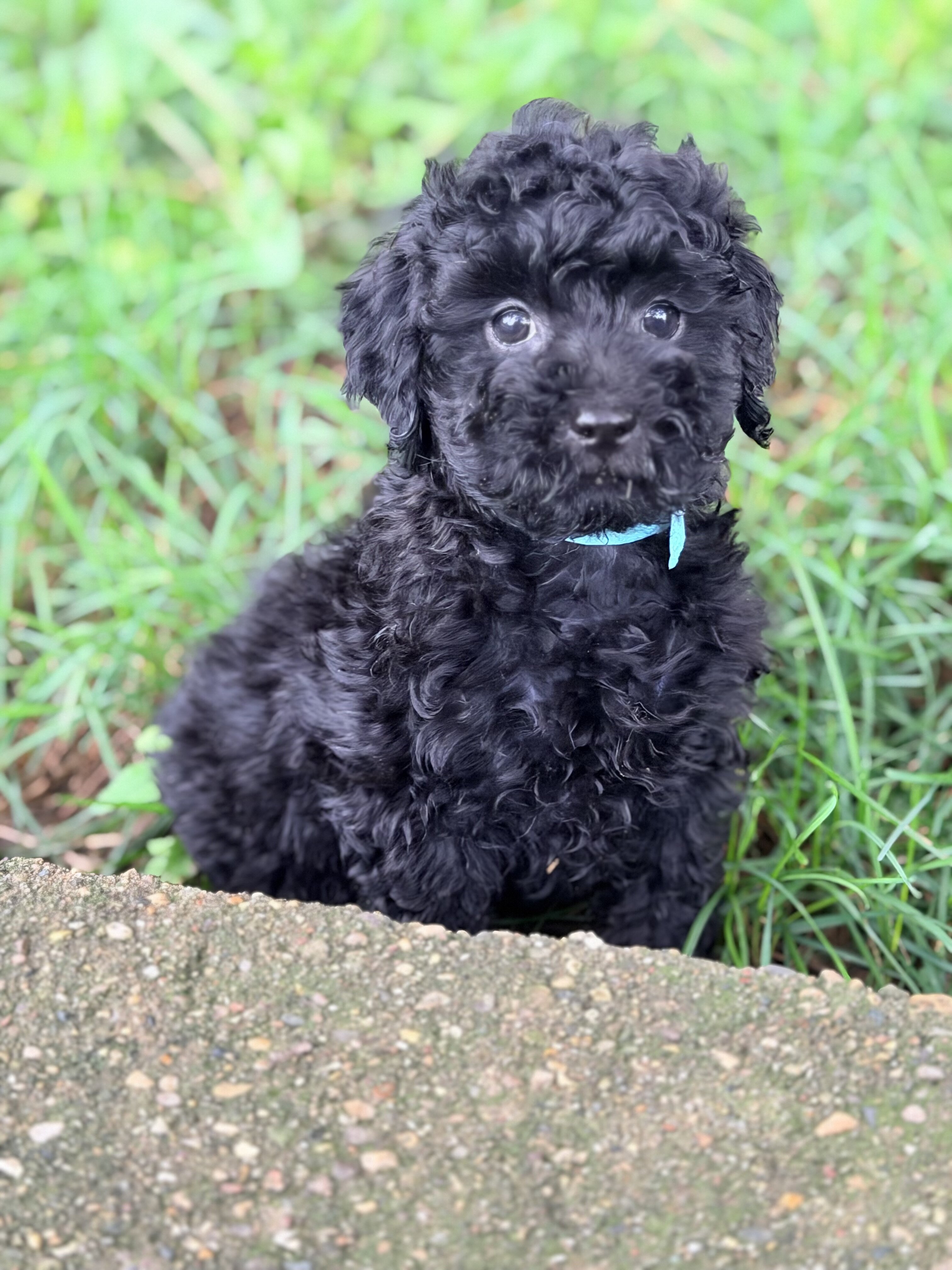 Mini Goldendoodle puppies image 4