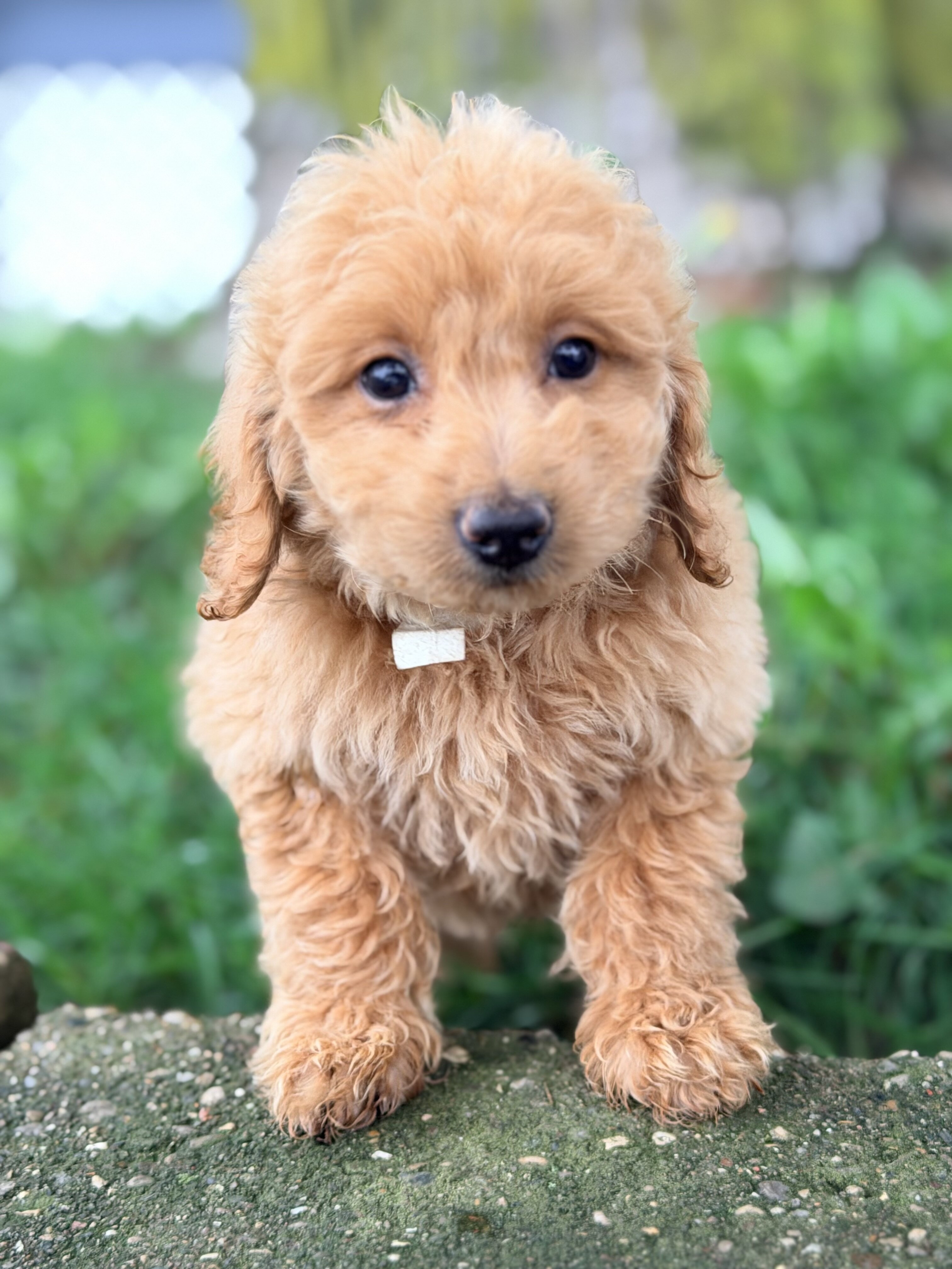 Mini Goldendoodle puppies image 1