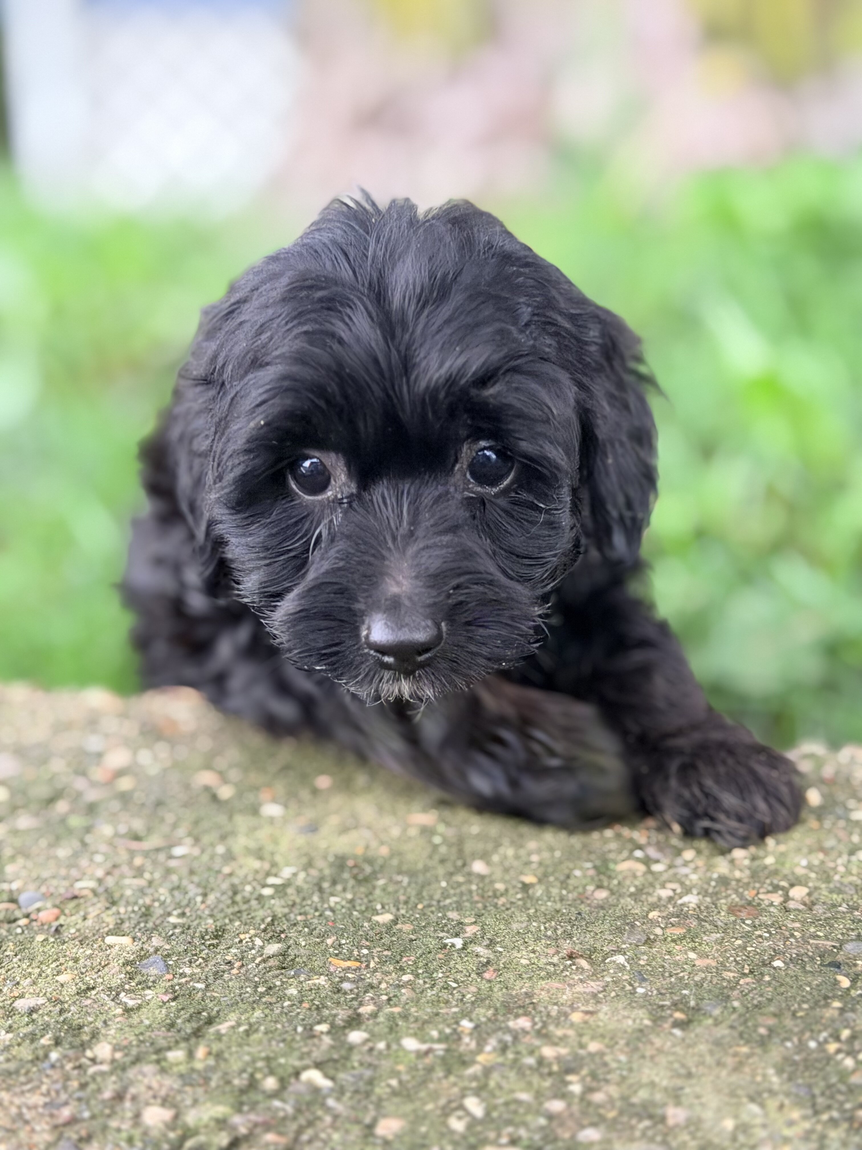 Mini Goldendoodle puppies image 2