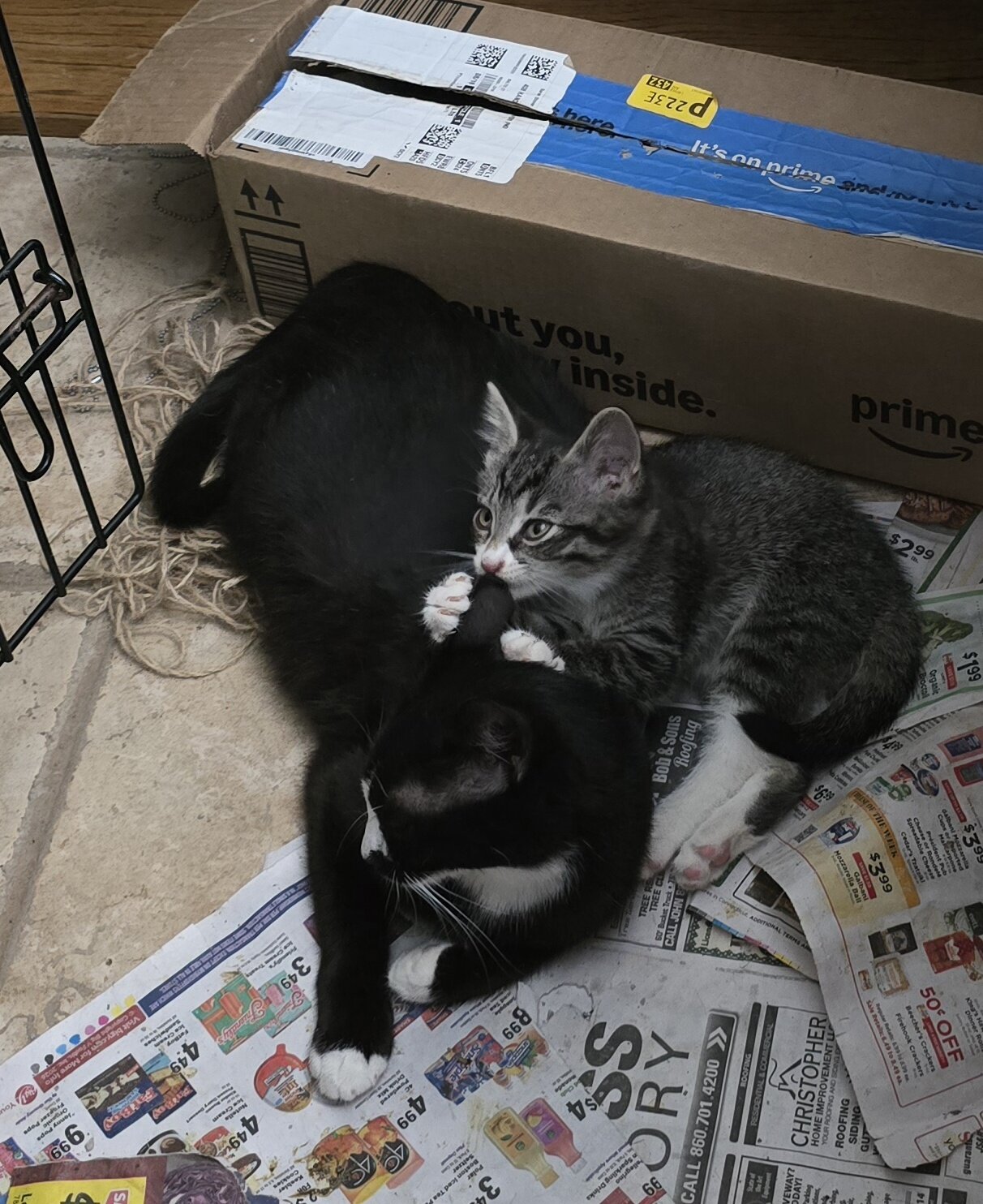 Rescue Mother Cat - Black & White image 2