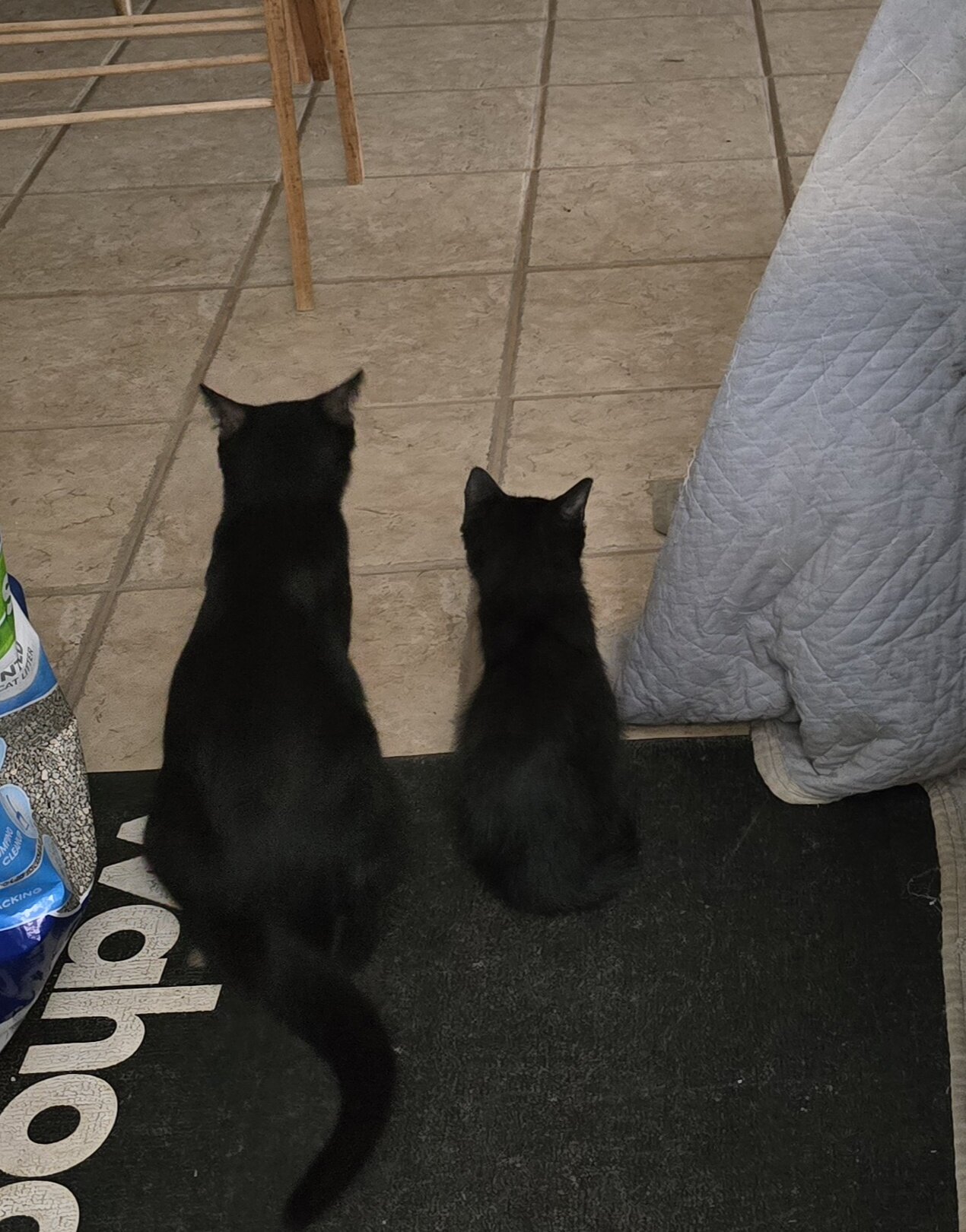 Rescue Mother Cat - Black & White image 4