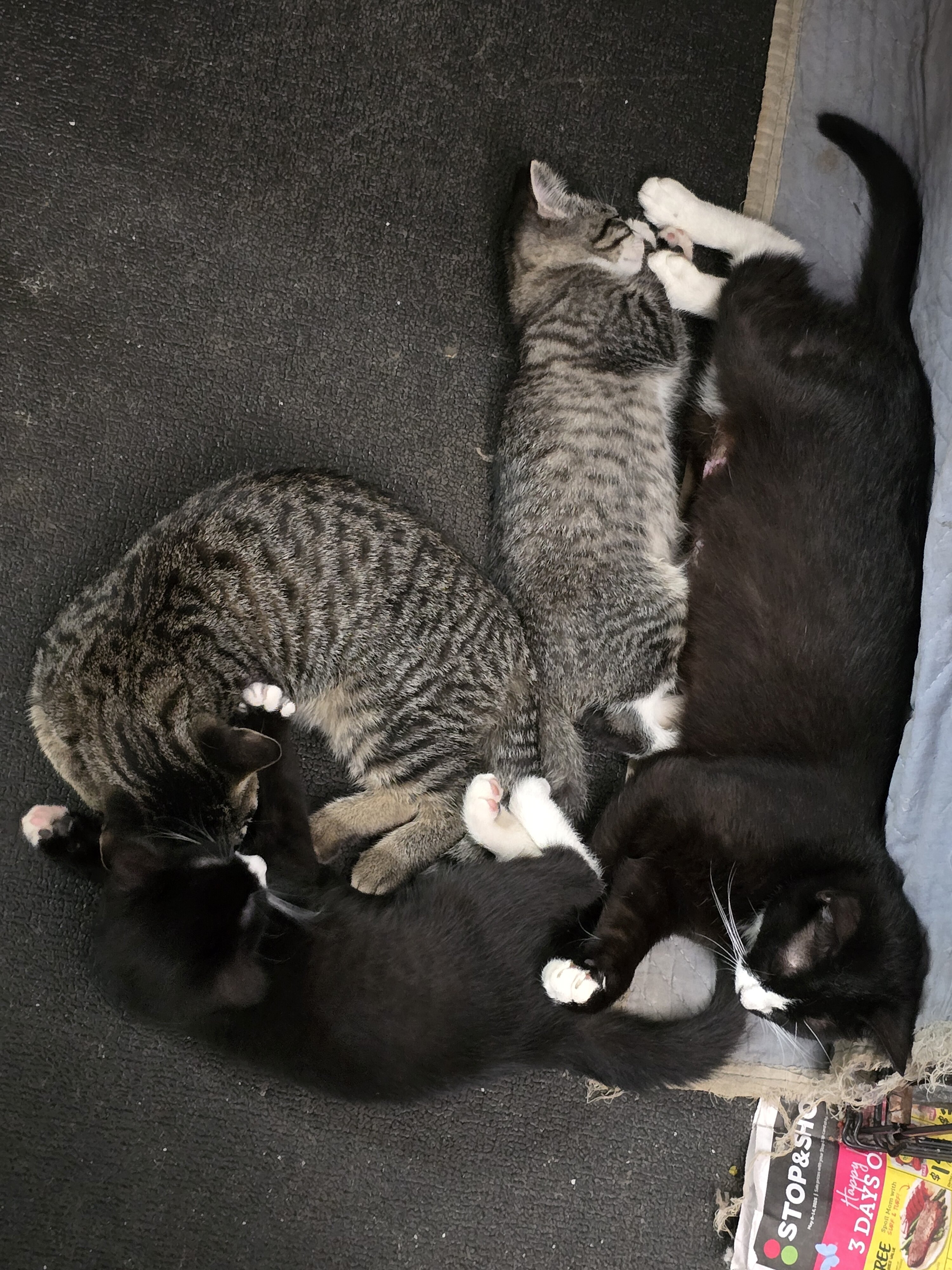 Rescue Mother Cat - Black & White image 3